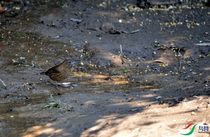 DSC_6337.JPG