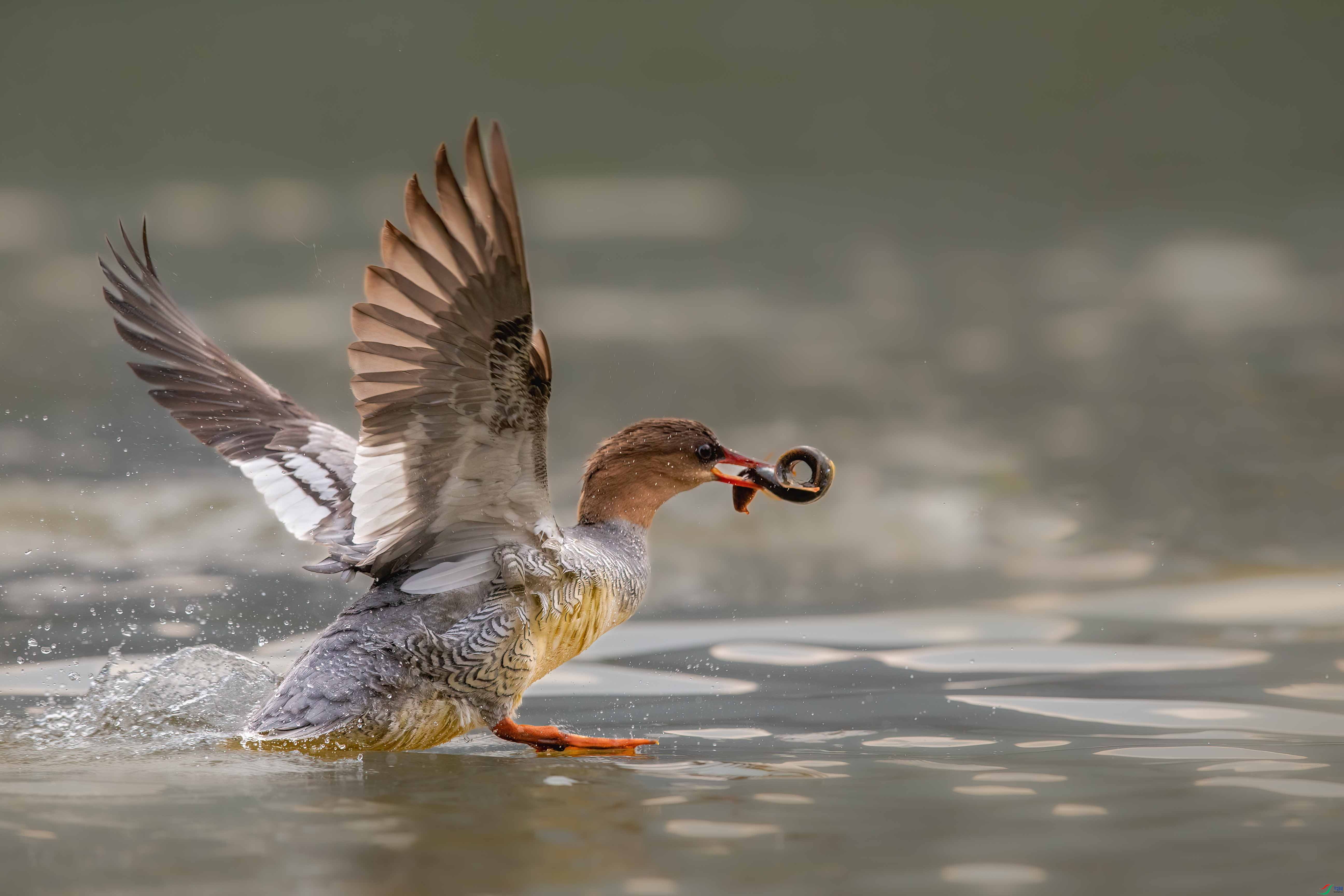 AF9Y2032 ����_1.jpg