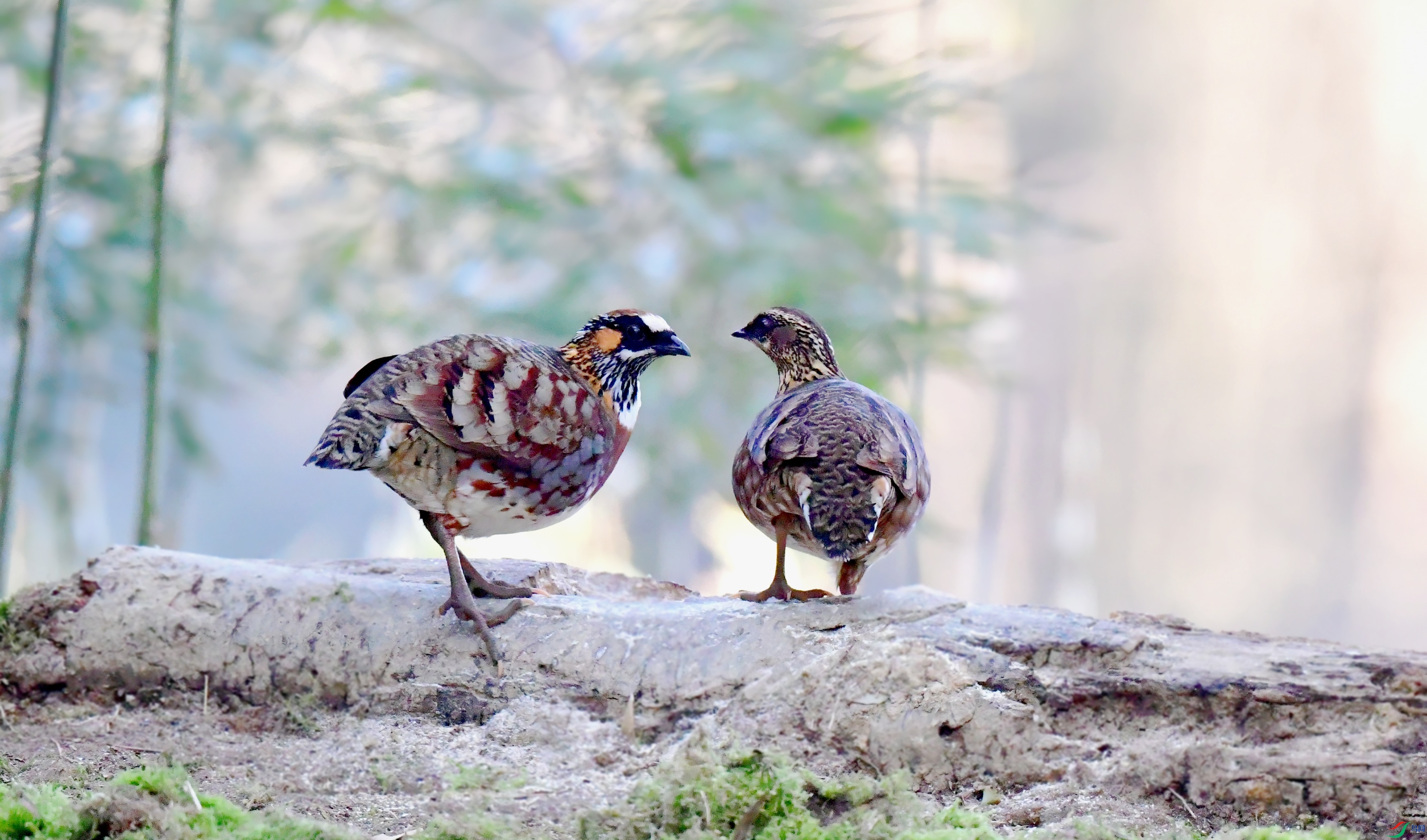 DSC_7927_conew3.jpg