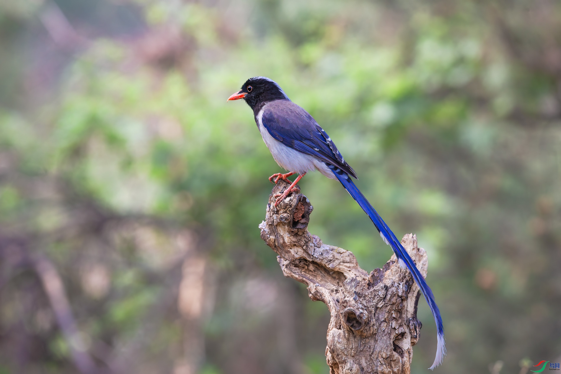 a_37327-1.jpg
