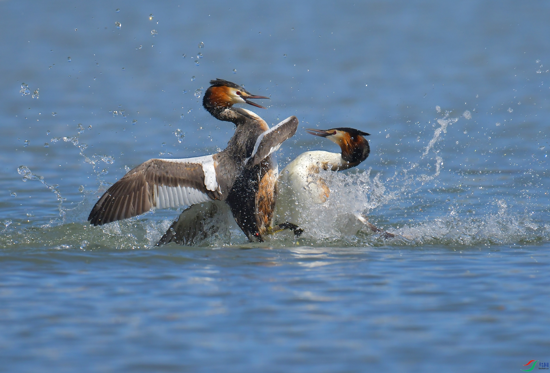 DSC_0247 ����.jpg