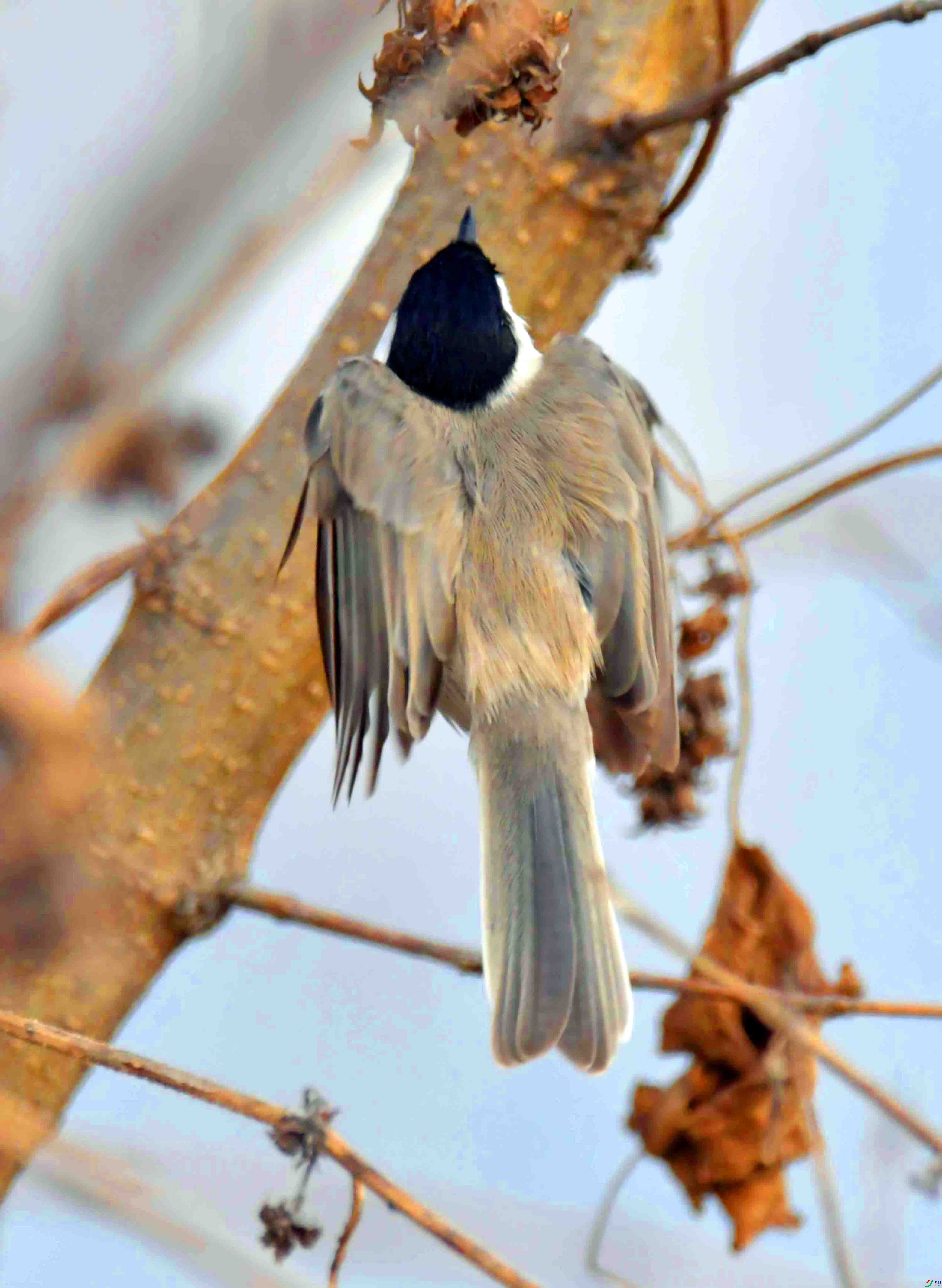 DSC_2481.JPG