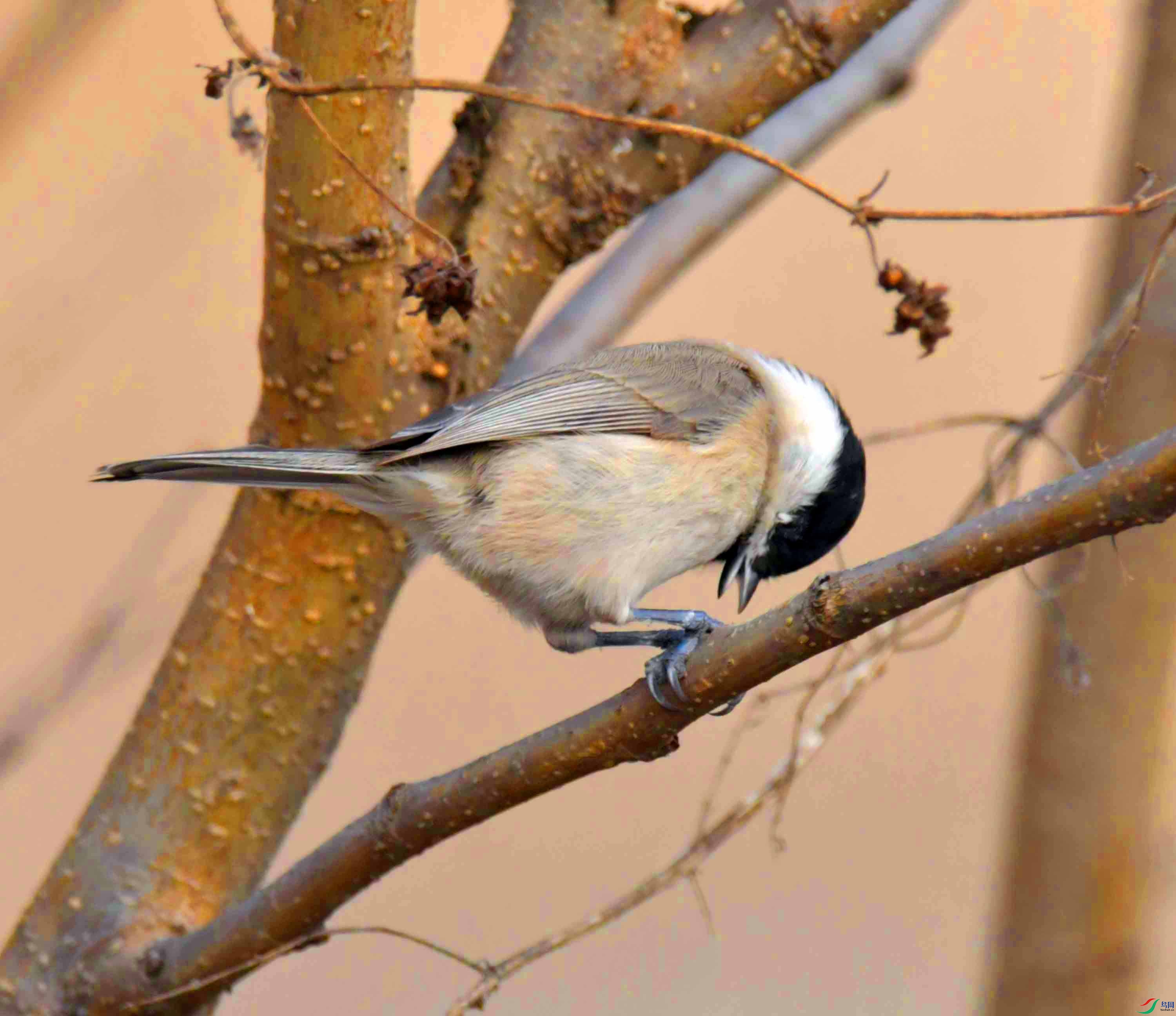 DSC_2579.JPG