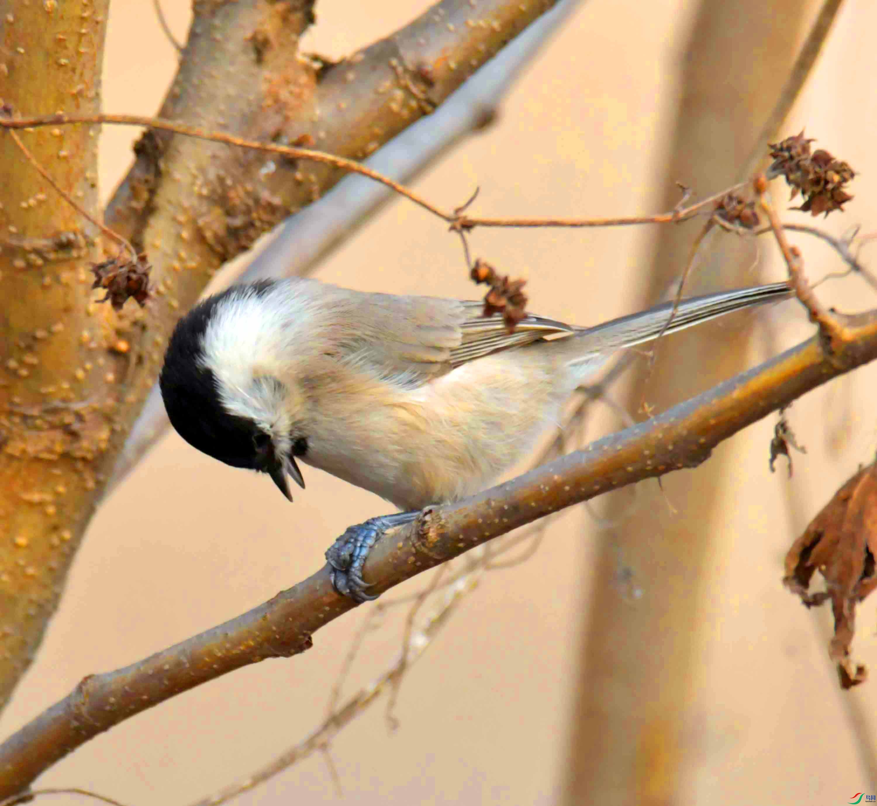 DSC_2591.JPG