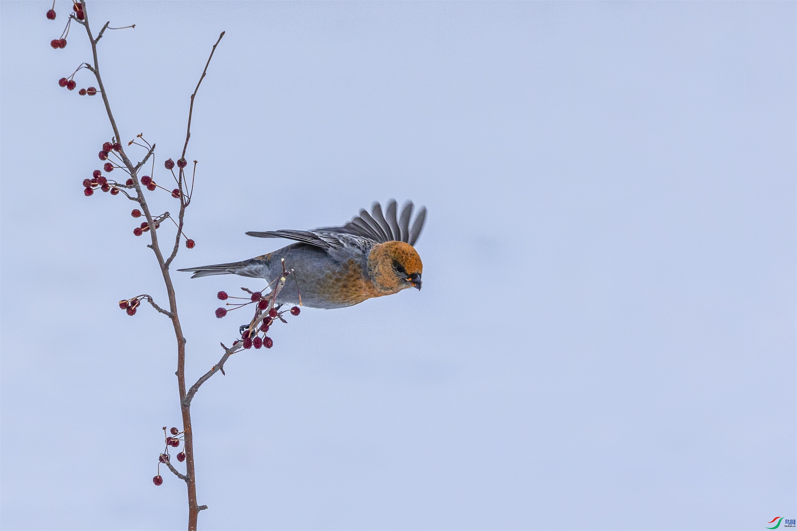 1K3A2658 ����1.jpg