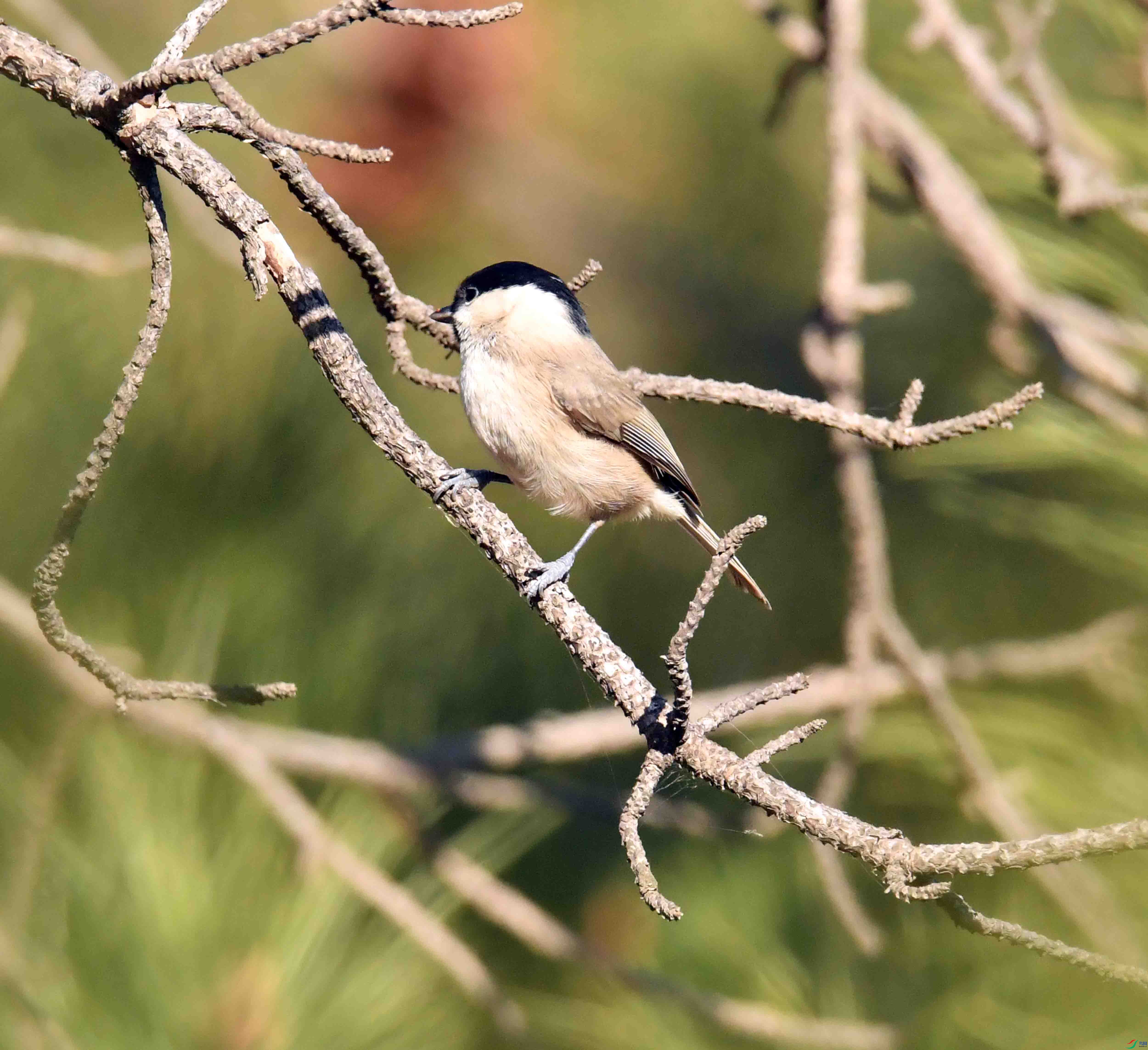 DSC_2046.JPG