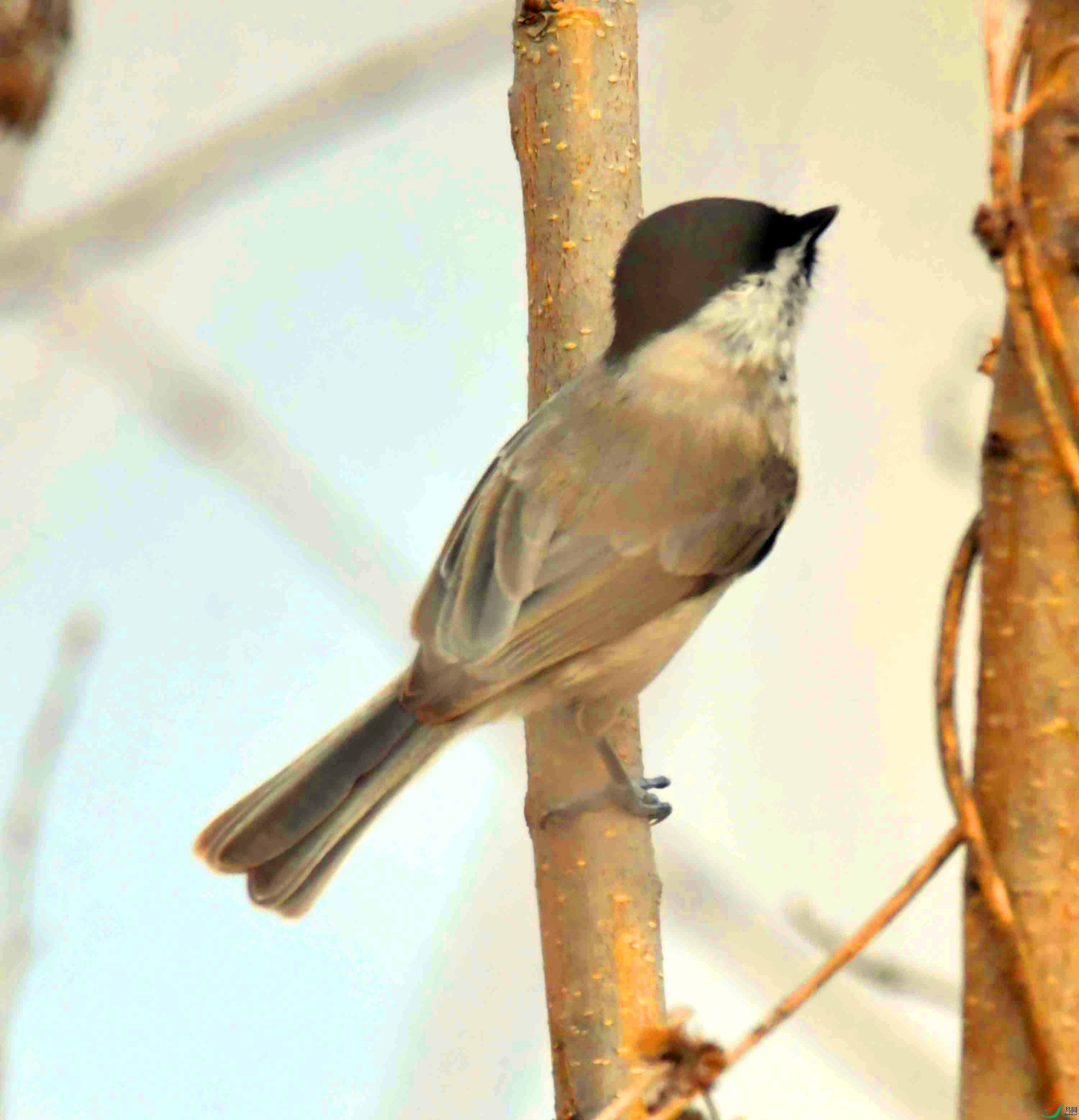 DSC_2433.JPG