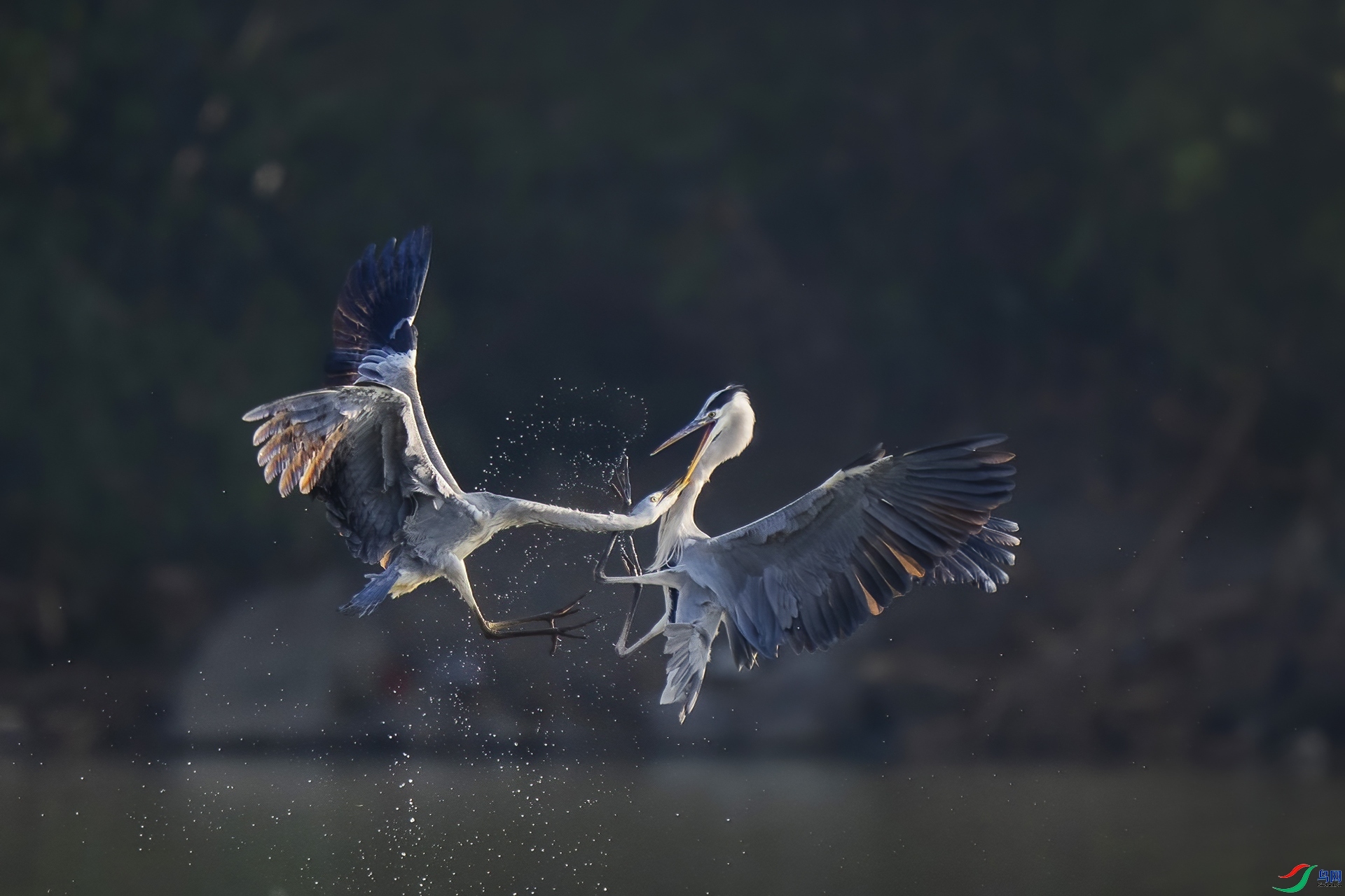 ÿ��һͼ  ���� ���� �ϫ ����.jpg