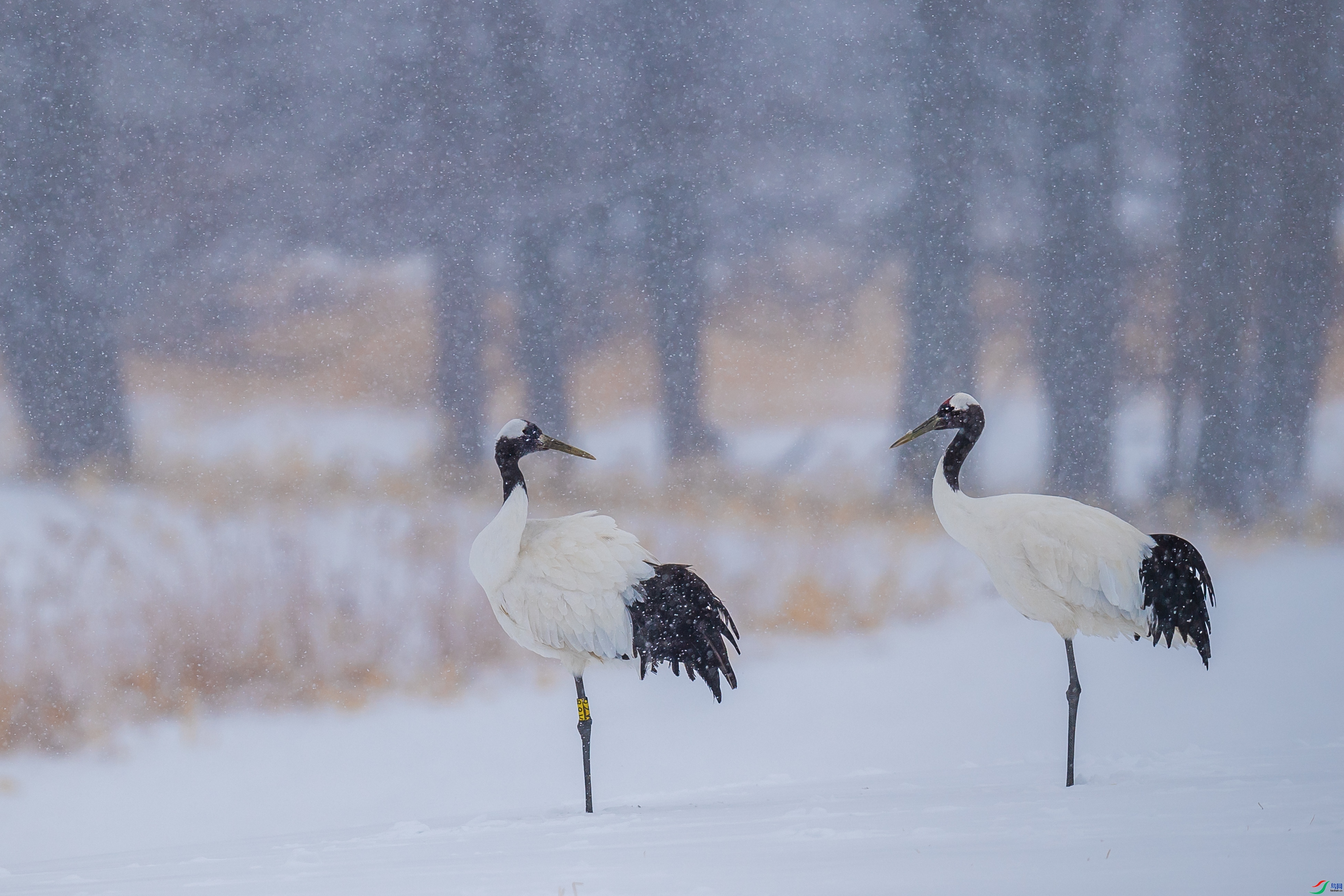 ѩ�л��� ���� ��������bj  ��һ.jpg