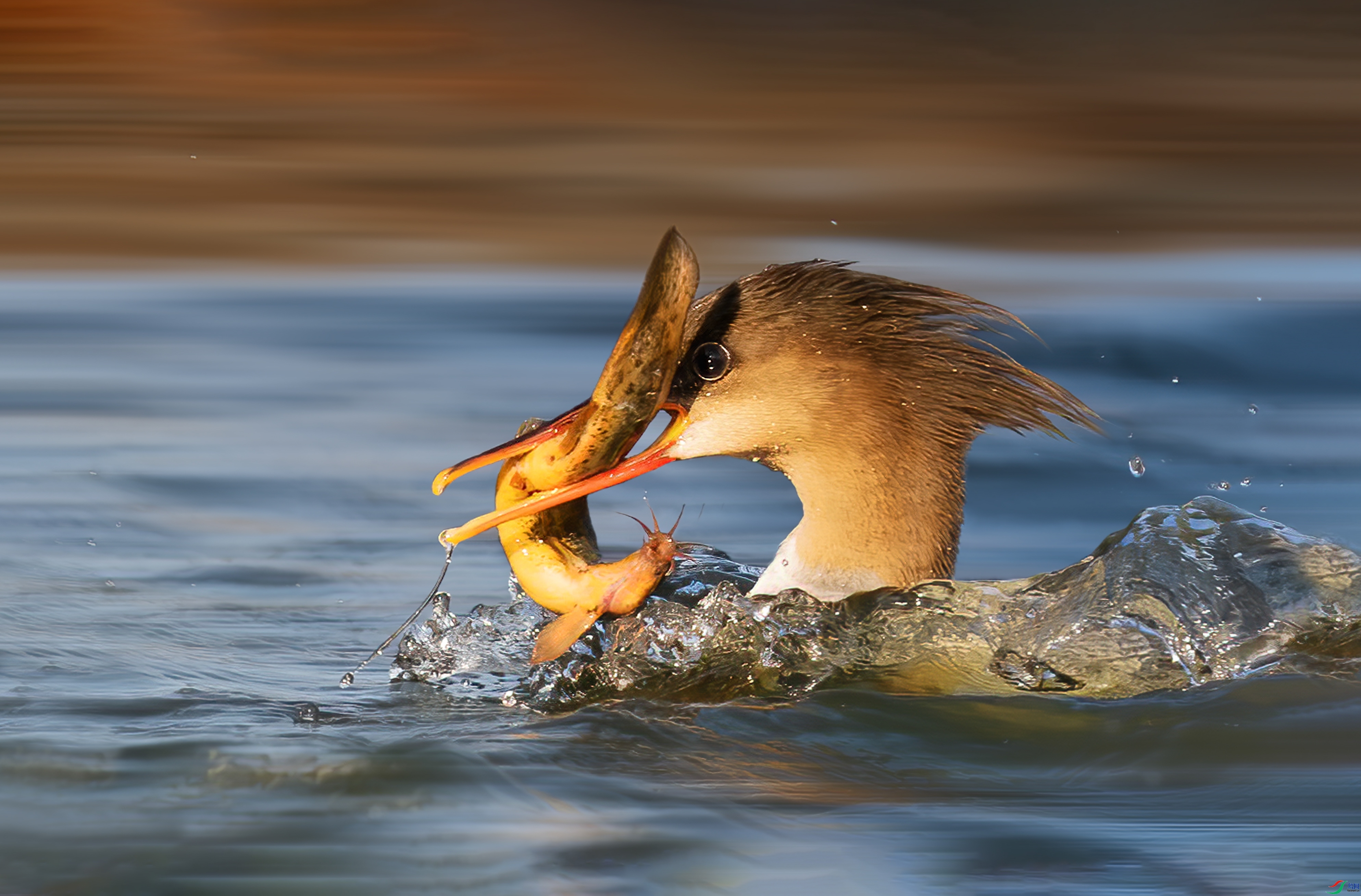 ����˵�����Ұ�  ���� 춼ͷ� ����.jpg