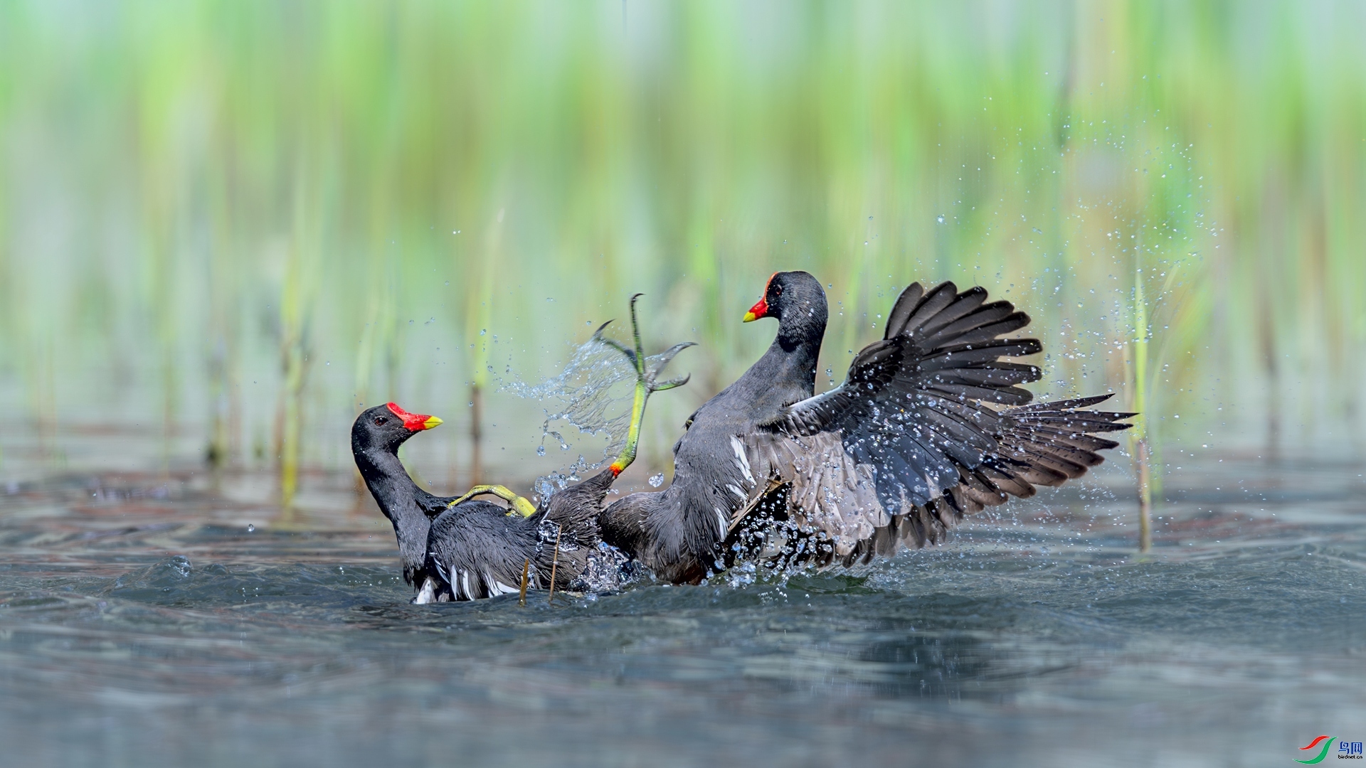 ��ˮ�������� ���� ��Ů��·��  ����.jpg