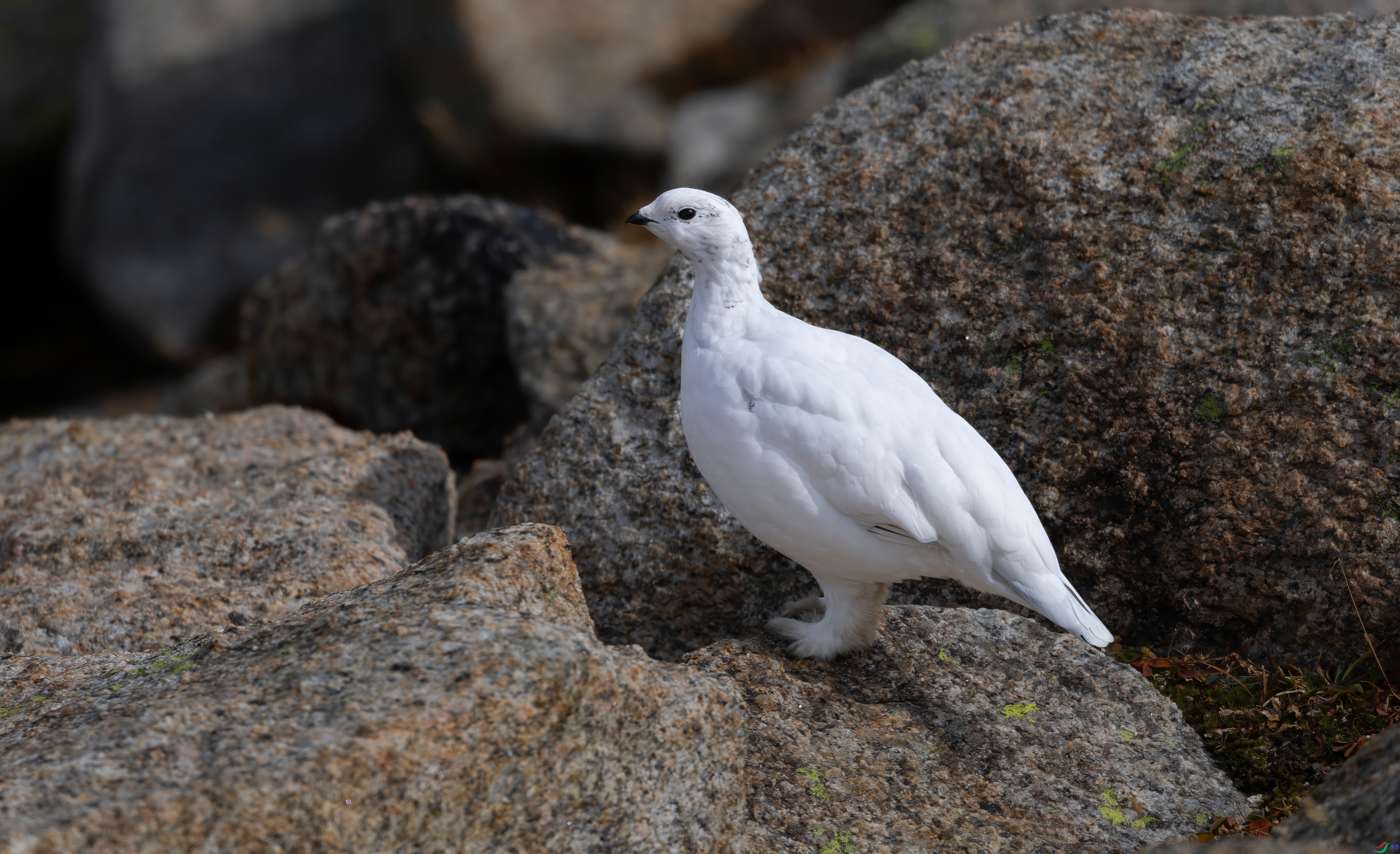 ��������  ���� �ܷ�  ����.jpeg