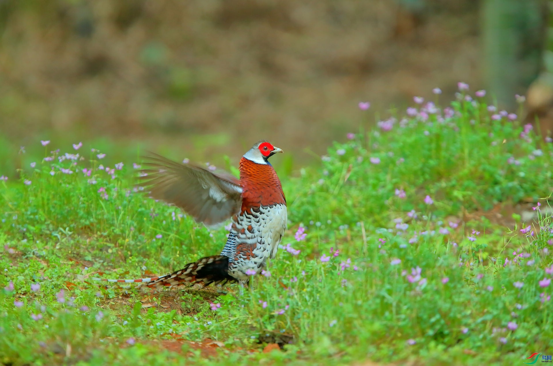 ���ĺ���  ���� 8341  ����.jpg