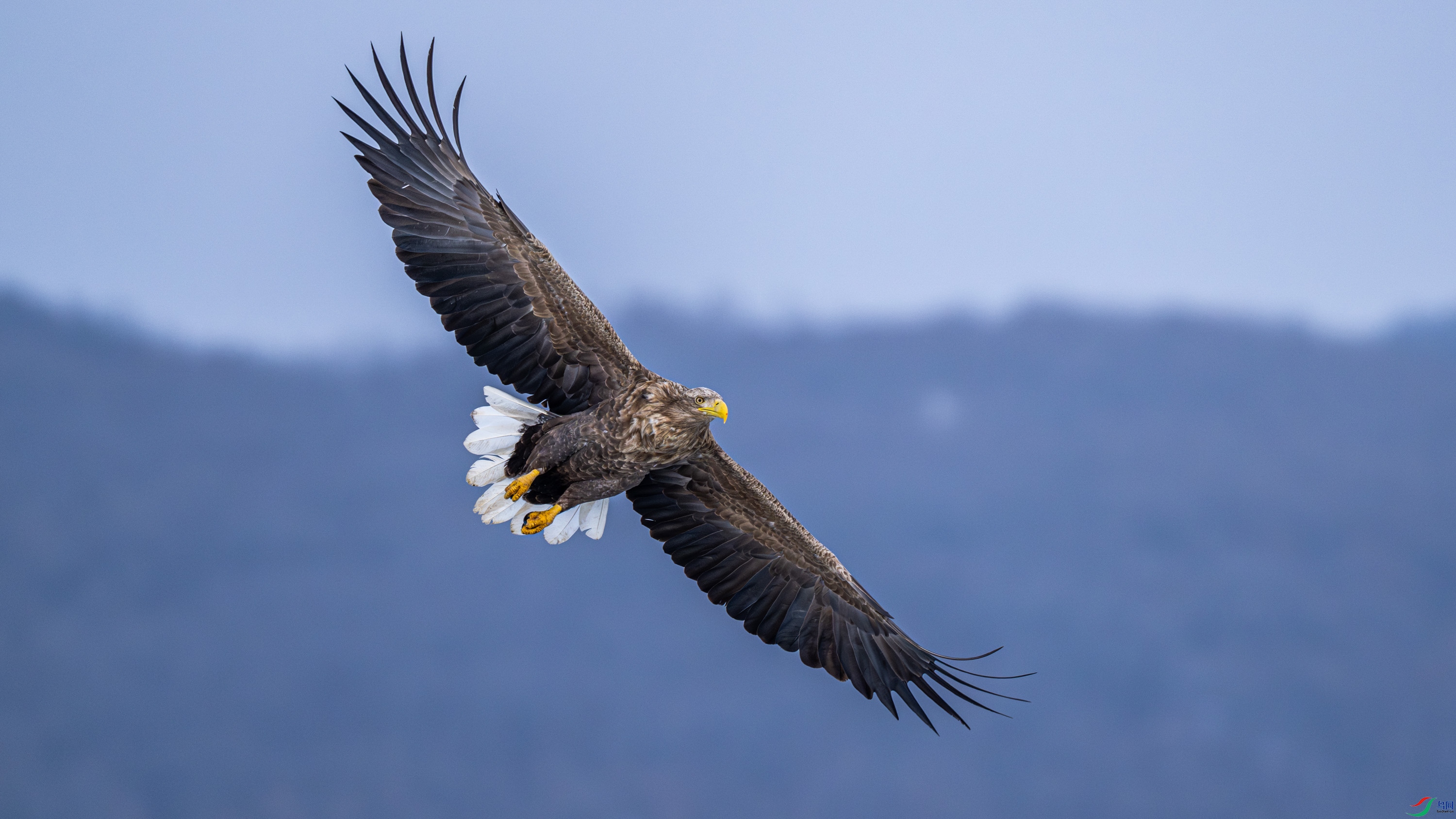 ��β����