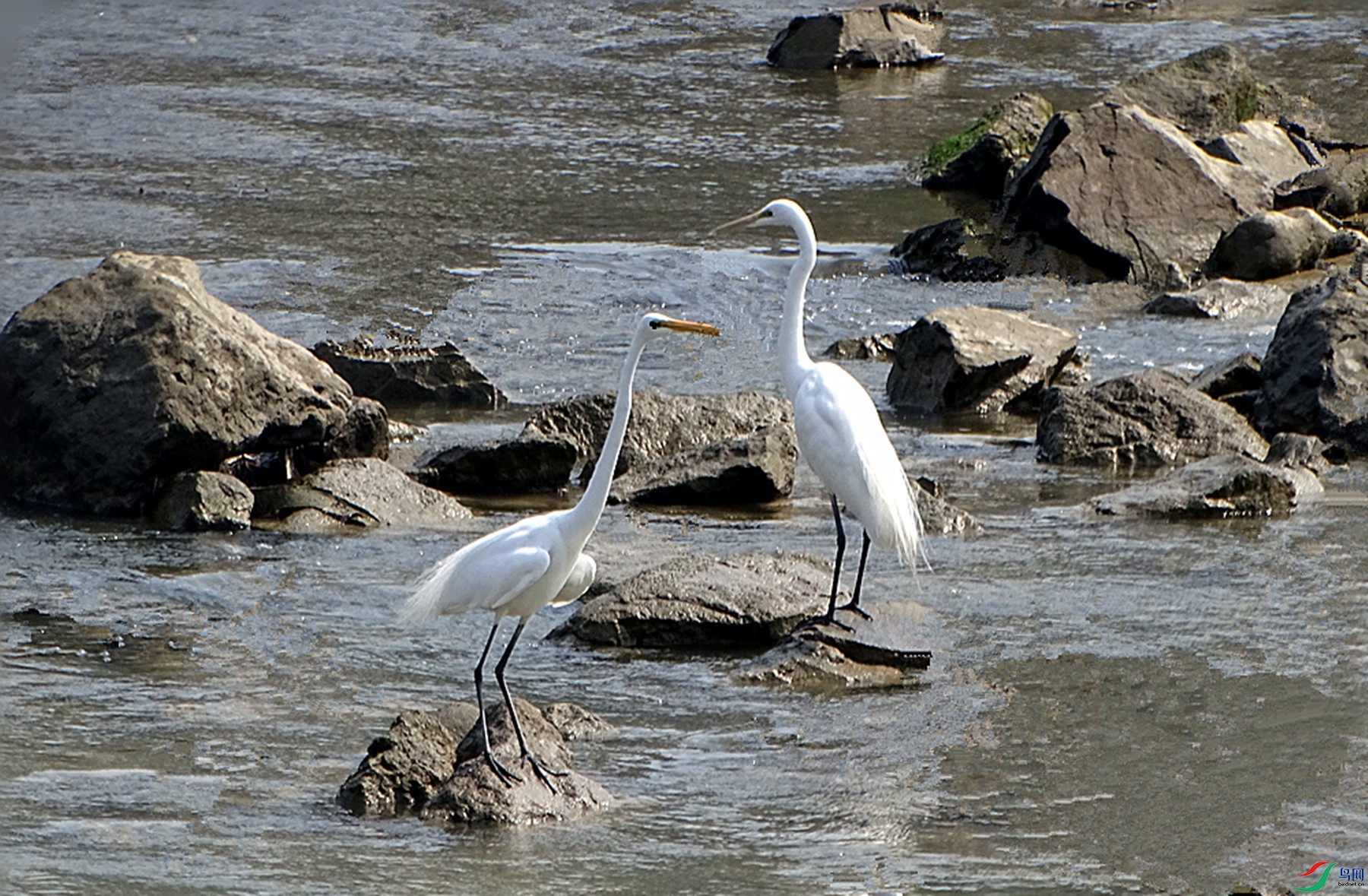 DSC07267_����.jpg