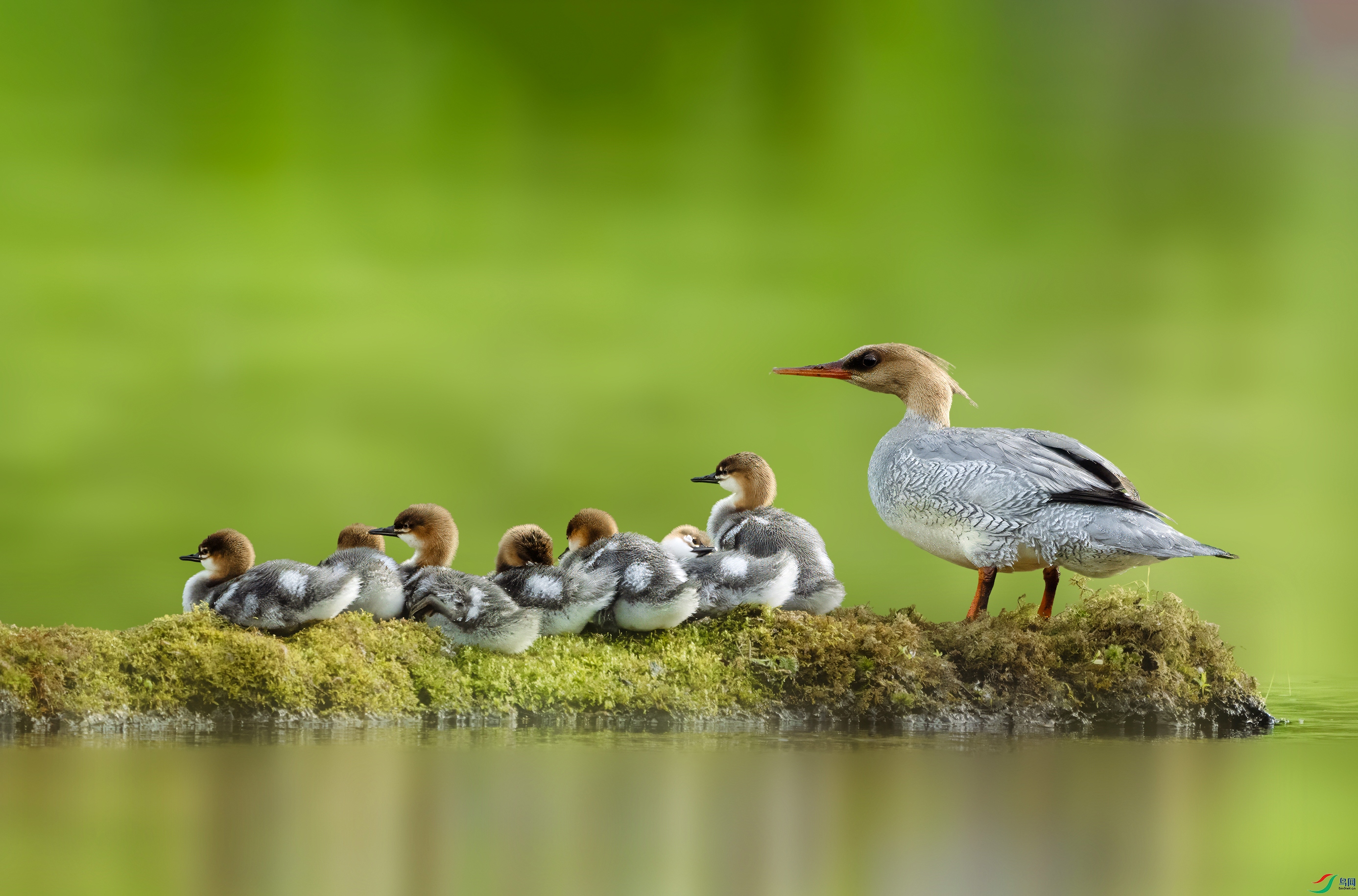 DSC06209 ����.jpg