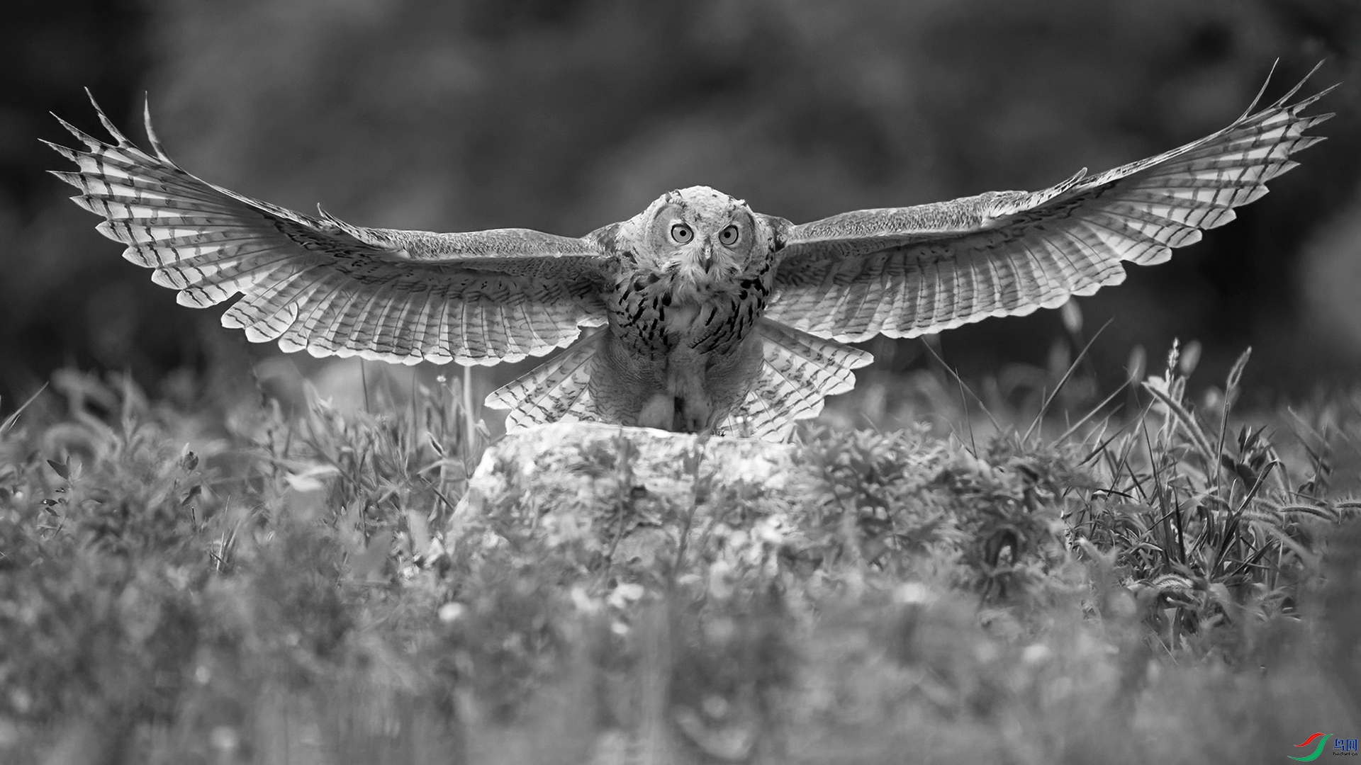 DSC_4267-20241116 �� .jpg