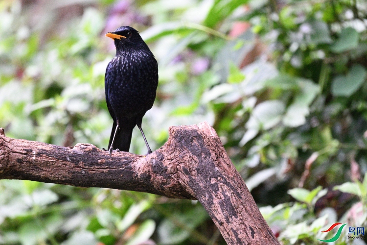 DSC_9110.JPG