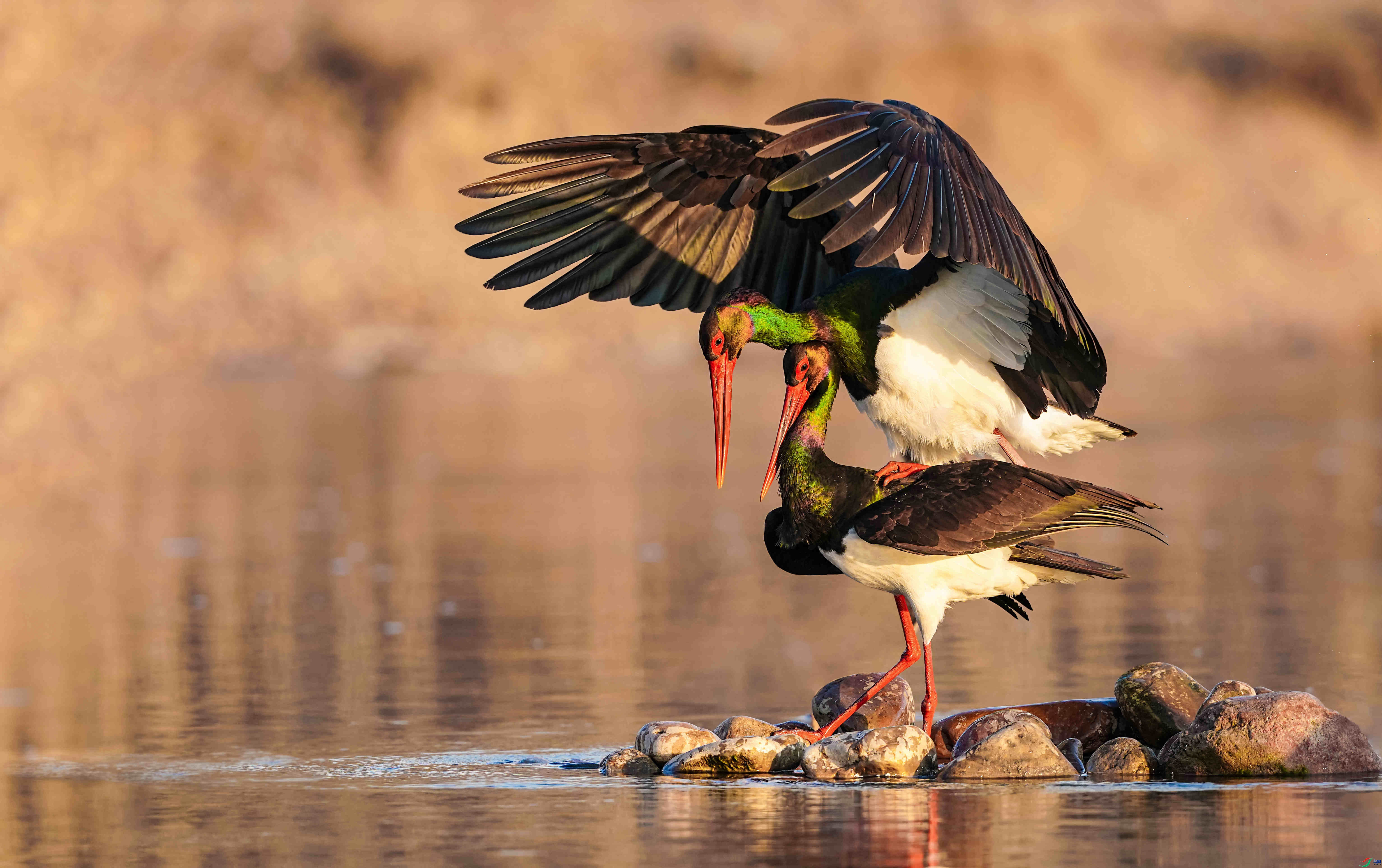 3.27ӥ��������ʦ��Ʒ   ����Ĺ��¡� ��ף���ٻ���Ӱʦ������.jpg