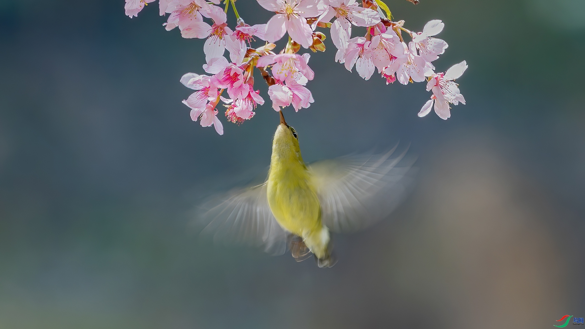 3.28�ƽ�Ҷ��ʦ��Ʒ   ��β̫���񣨴ƣ���ף���ٻ����Ѿ�����.jpg