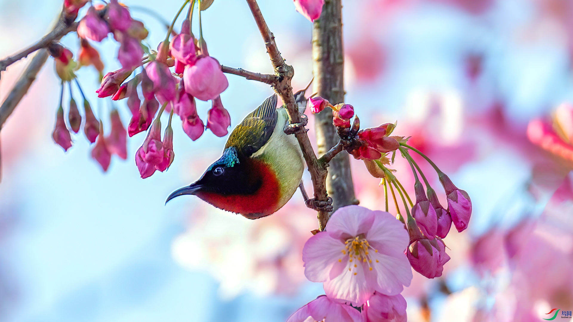 060A6398 ����-Sha----1 .jpg