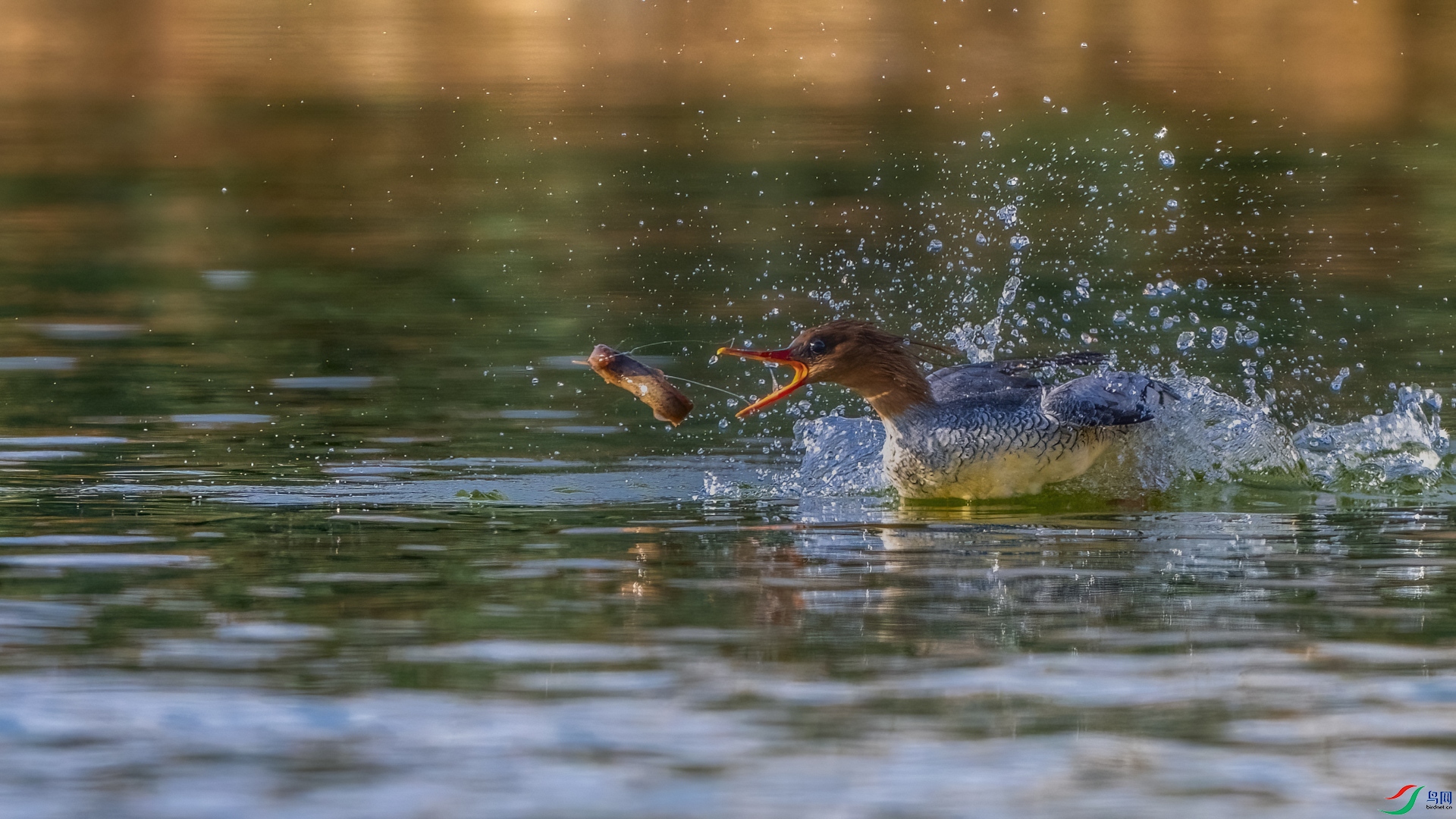 DSC_6231-1_����.jpg