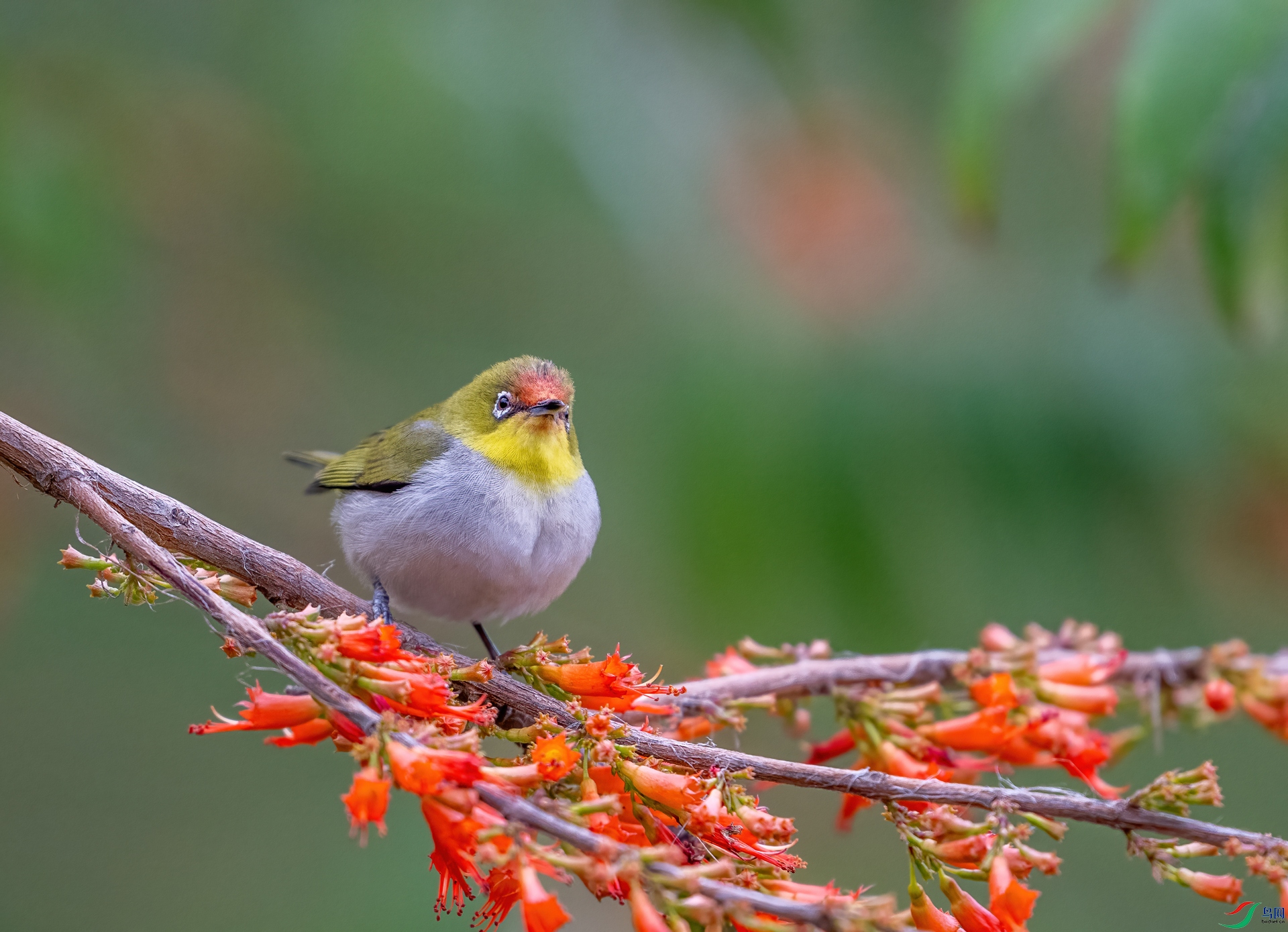 DSC_8740-1.jpg
