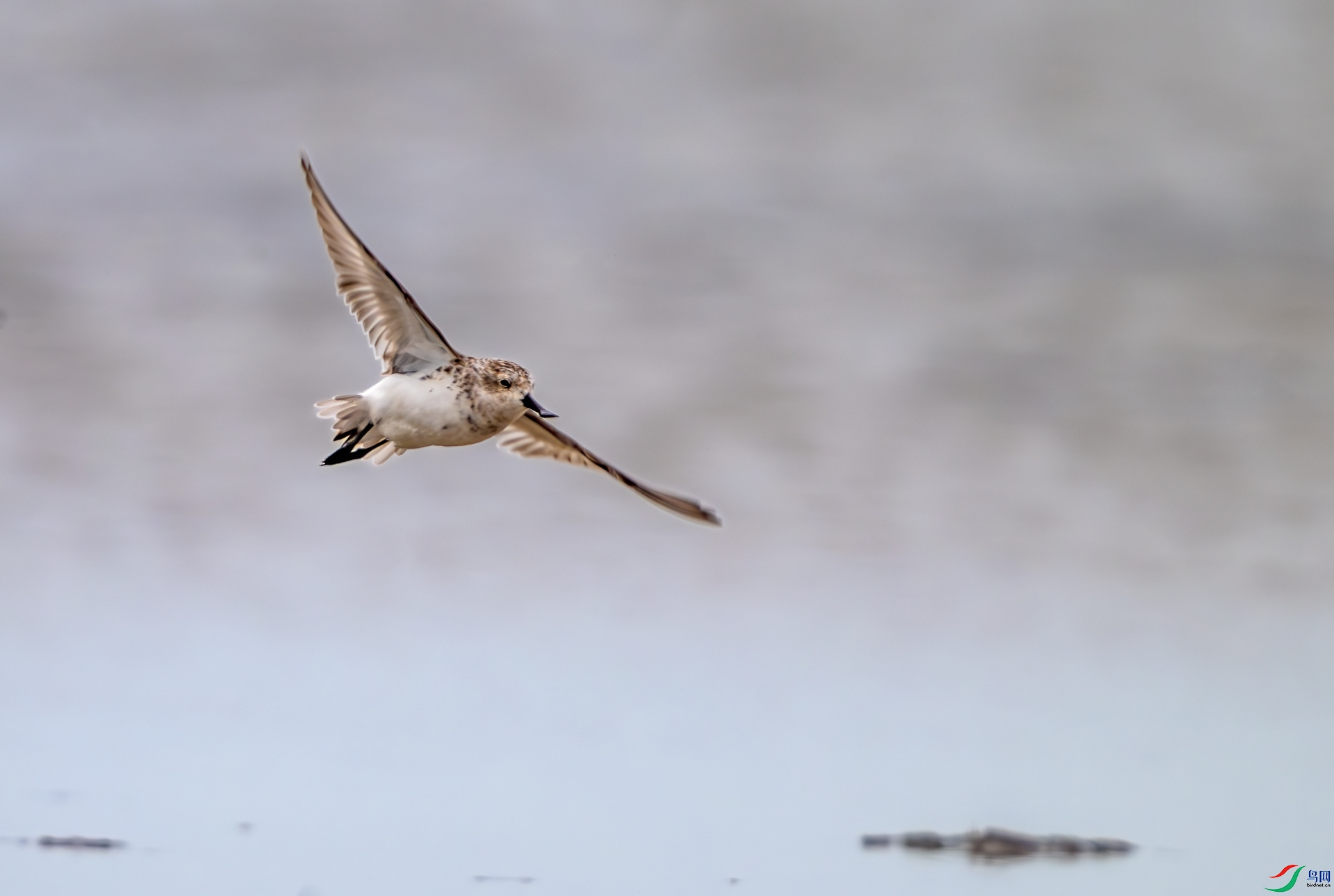 DSC_4095-1.jpg