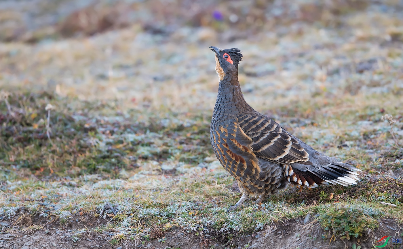 DSC_40641.jpg