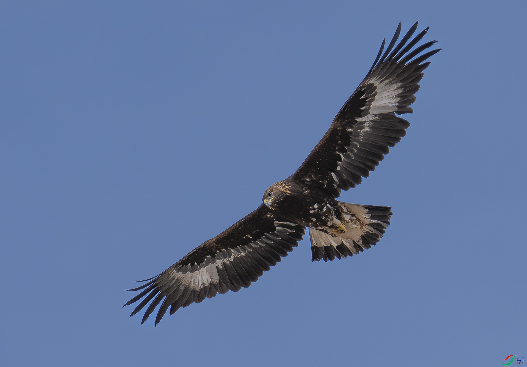 Z52_8696.jpg