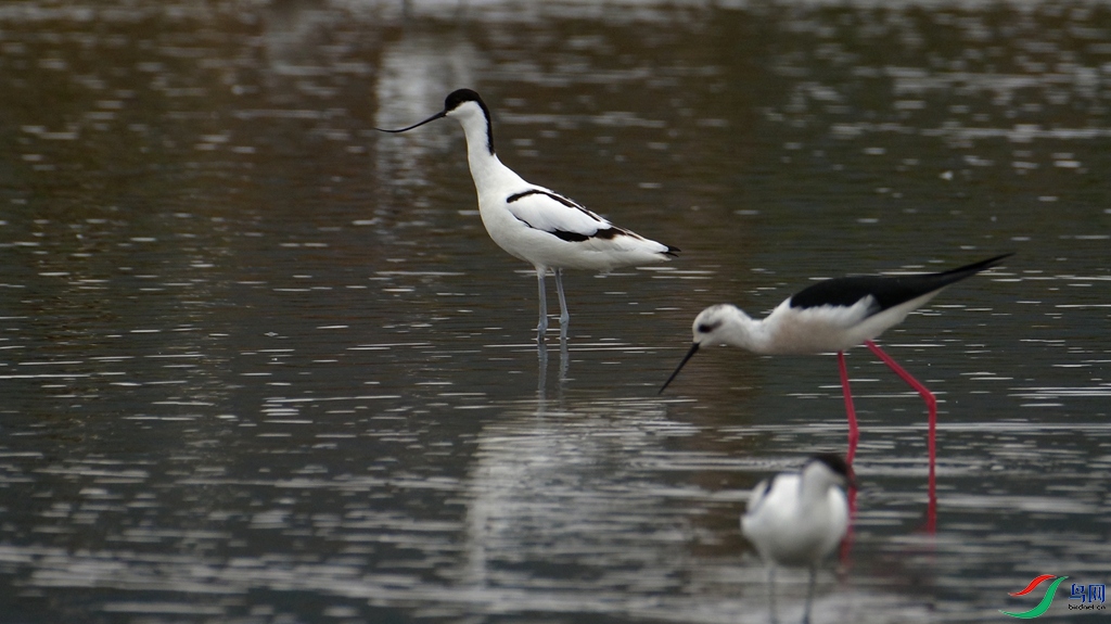 IMGP8057_����.jpg