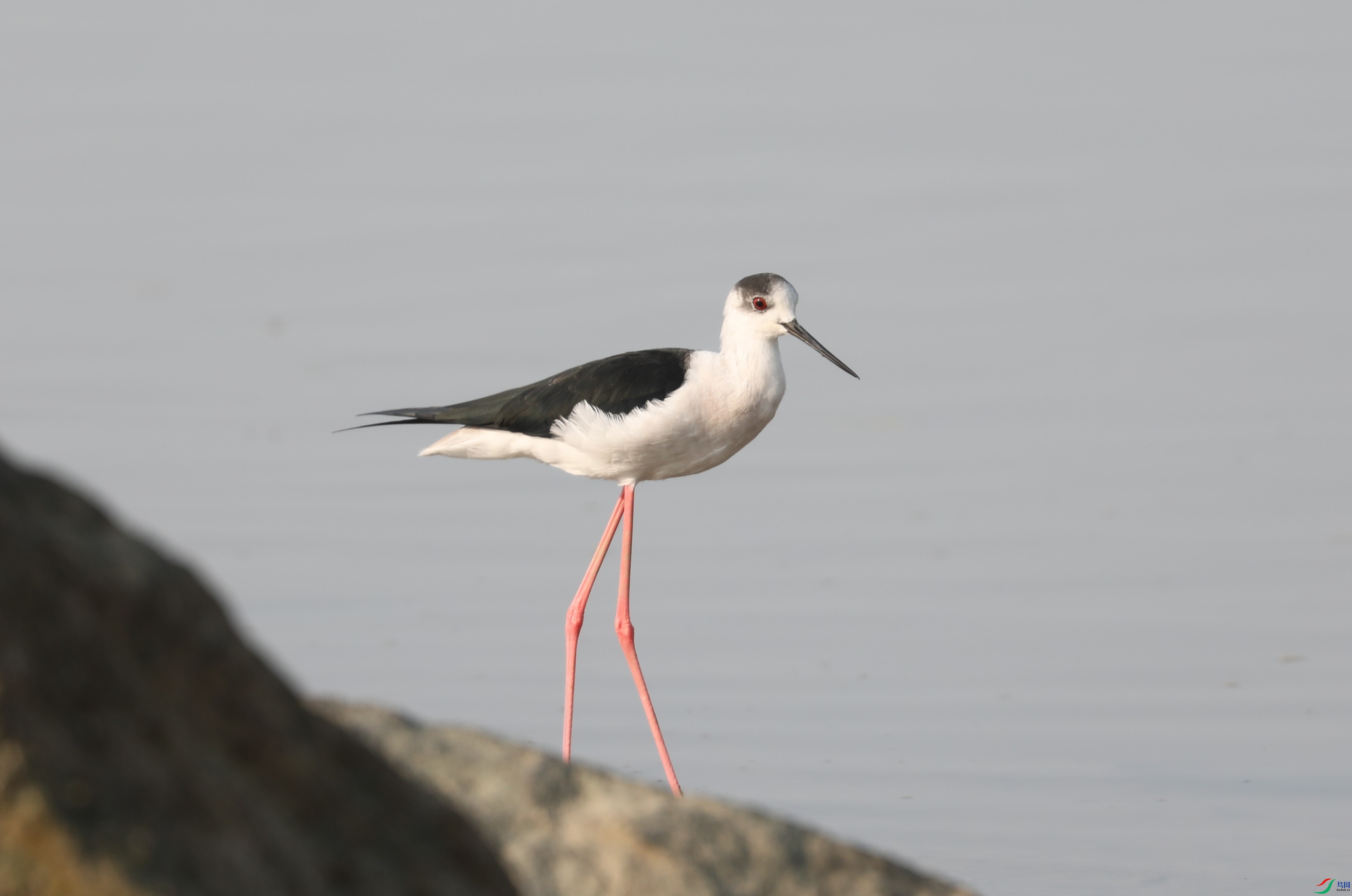 BL7A2374.JPG