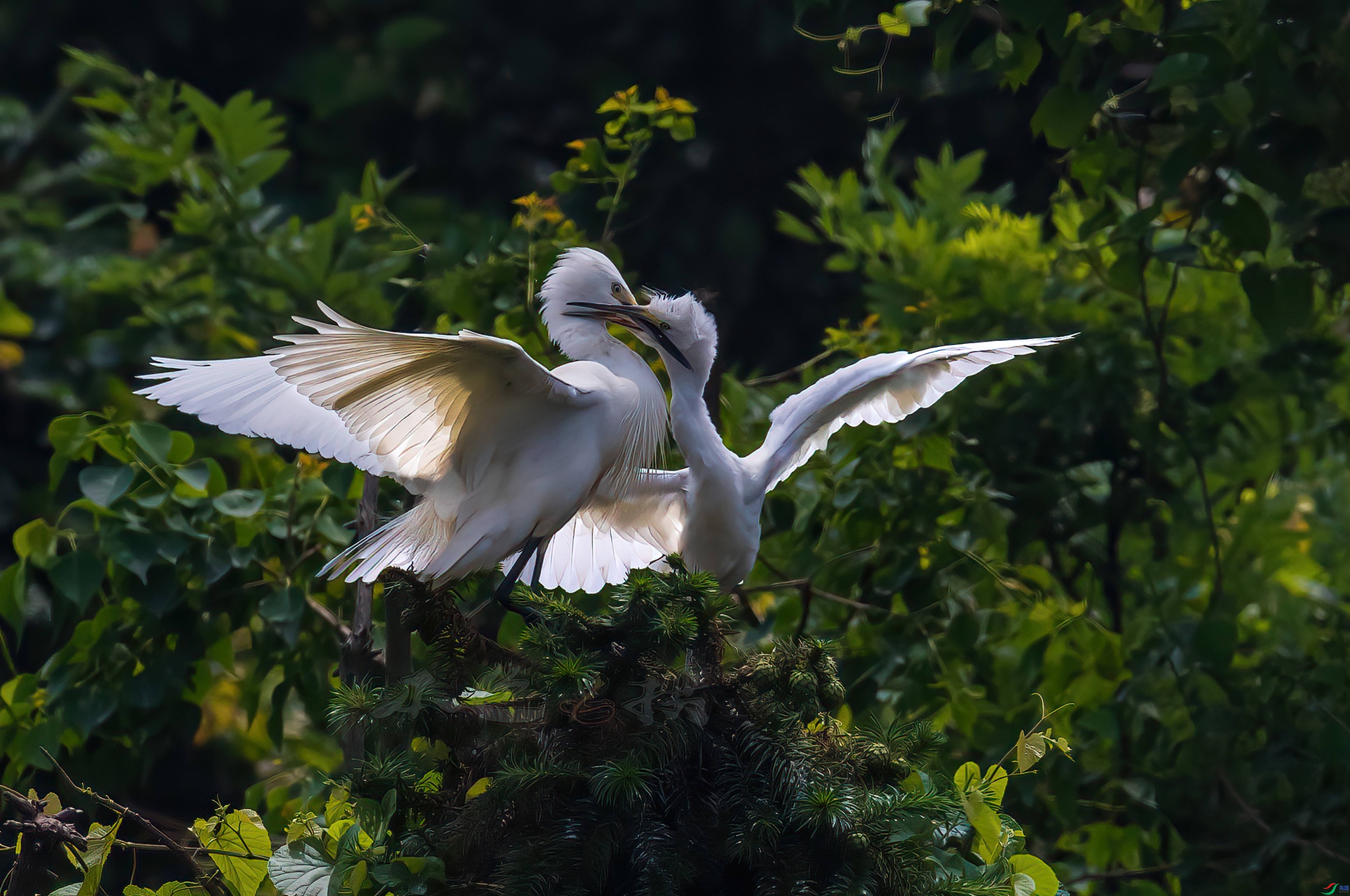 3.31��������ʦ��Ʒ   ��ҧ ��ף���ٻ����Ѿ�����.jpg