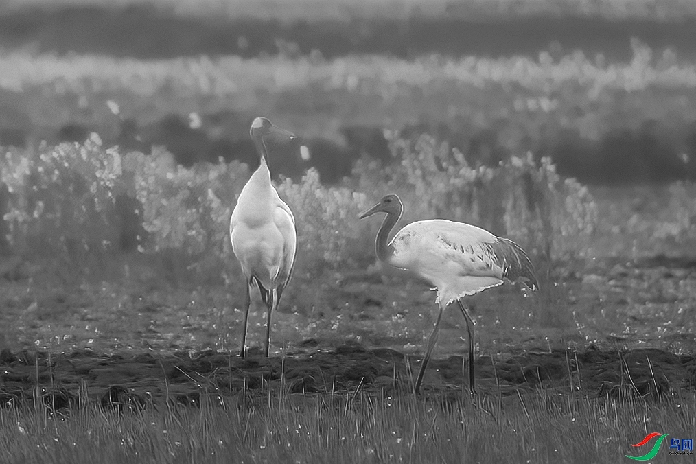 C09R0899 ����2.jpg