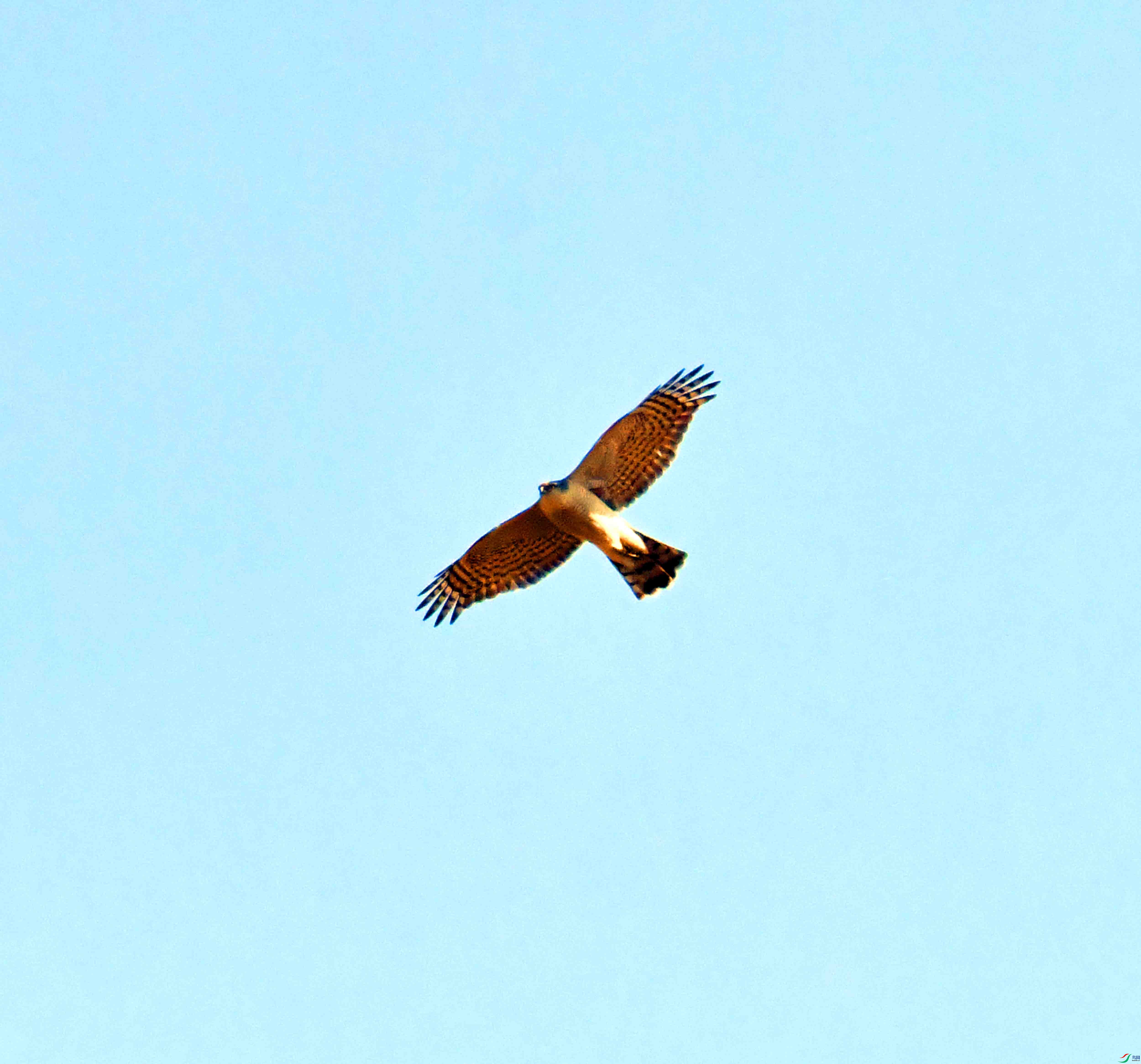 DSC_1100.JPG