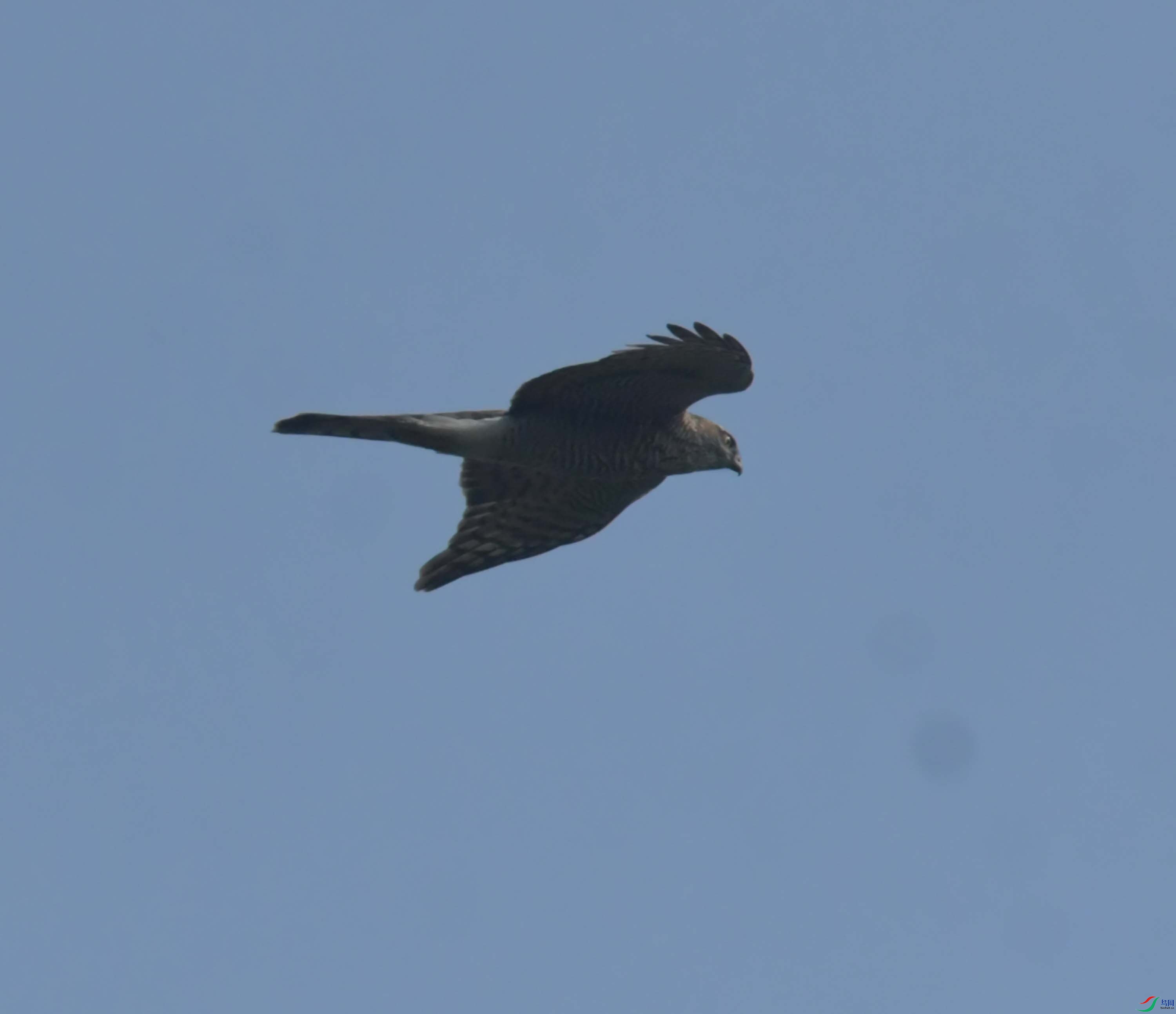 DSC_7230.JPG