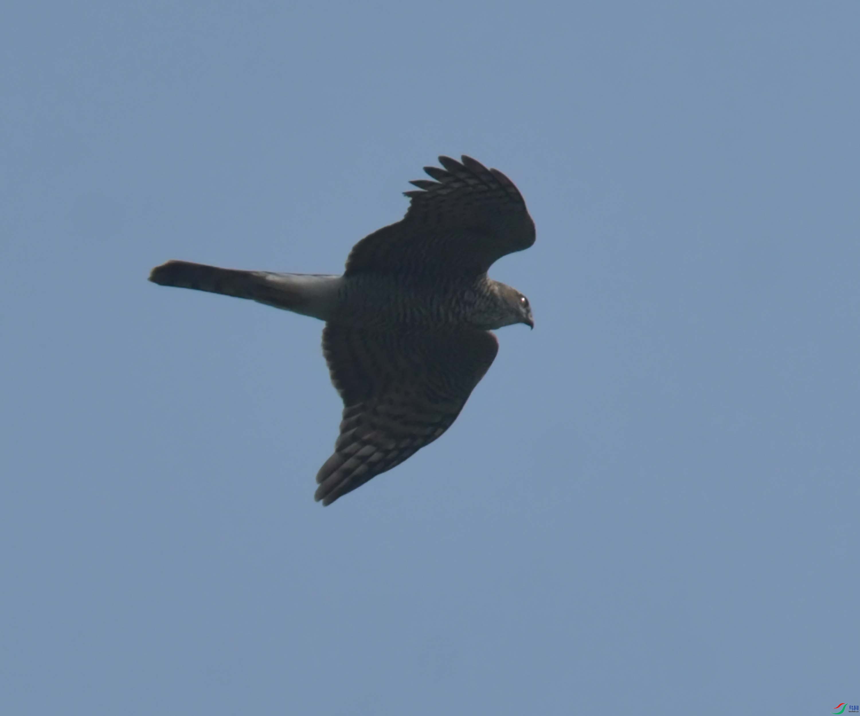 DSC_7232.JPG