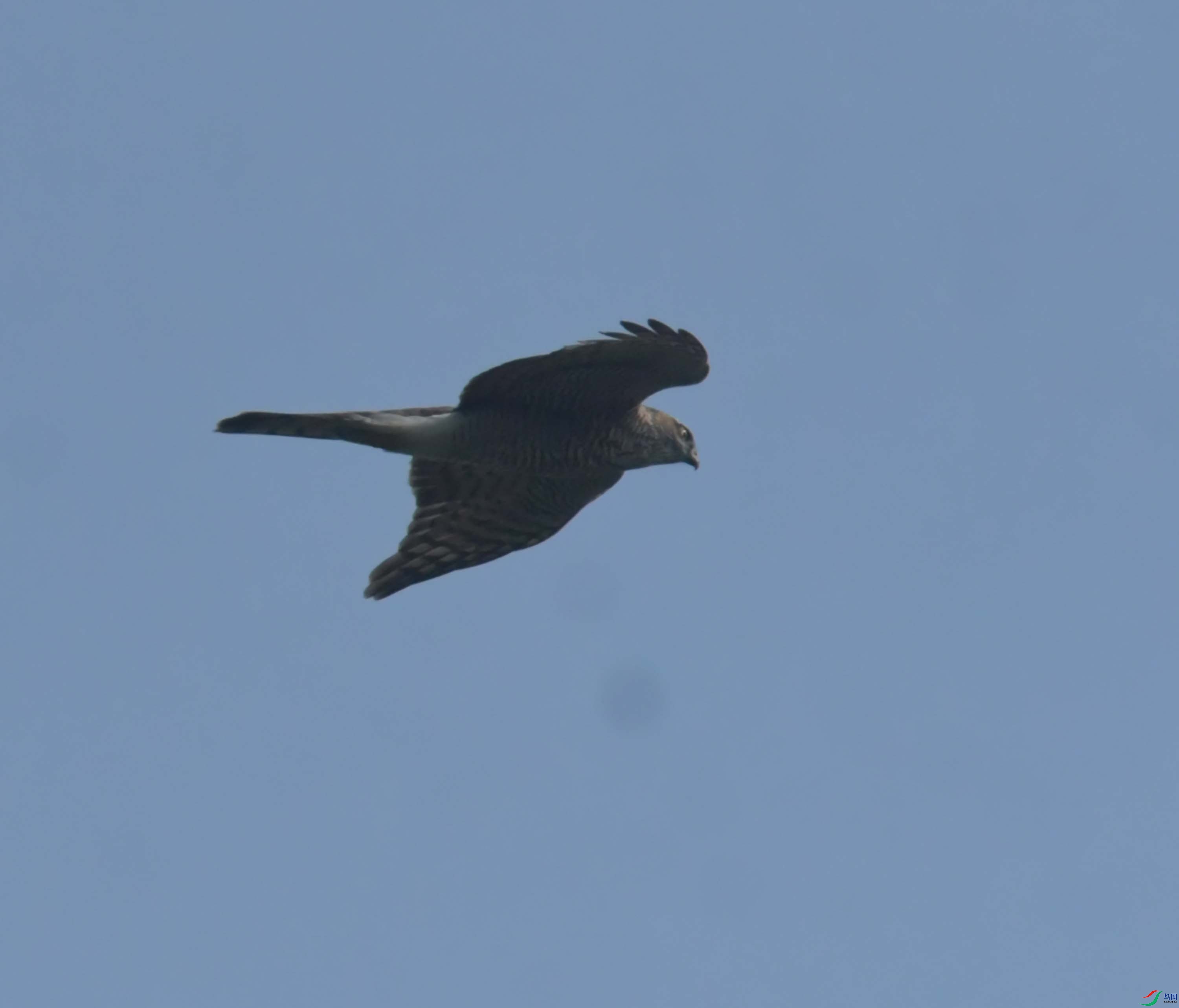 DSC_7231.JPG
