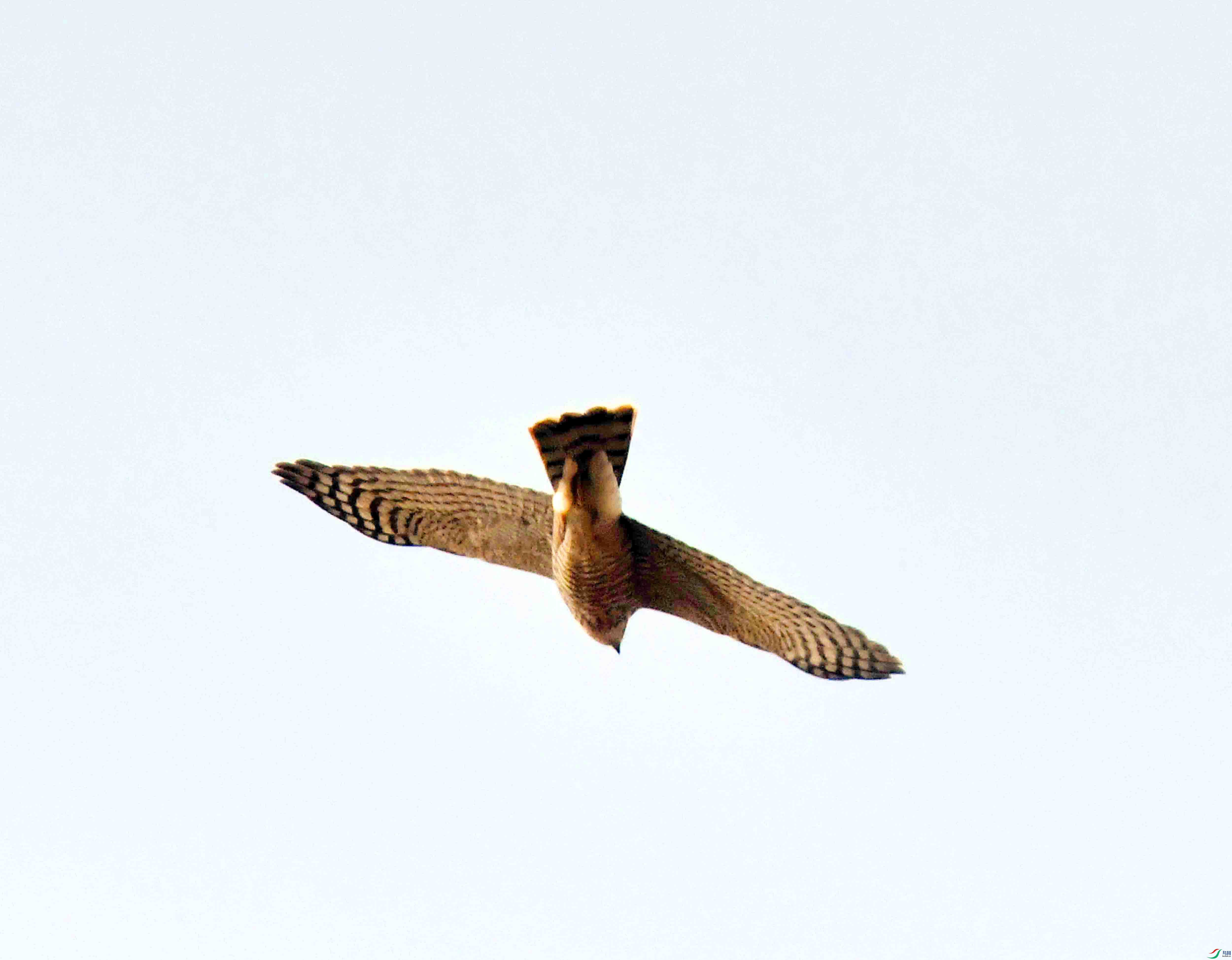 DSC_8438.JPG