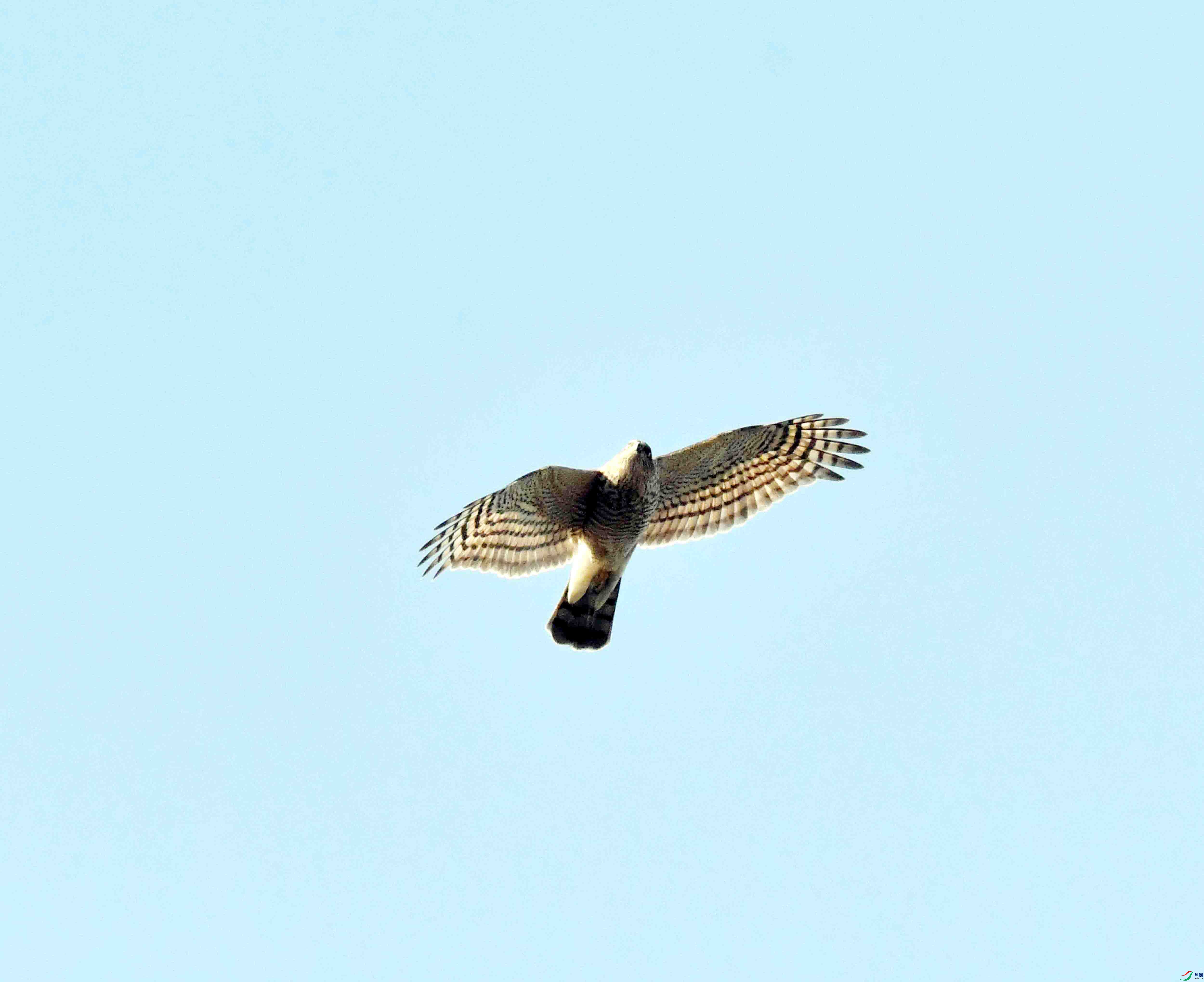 DSC_8442.JPG