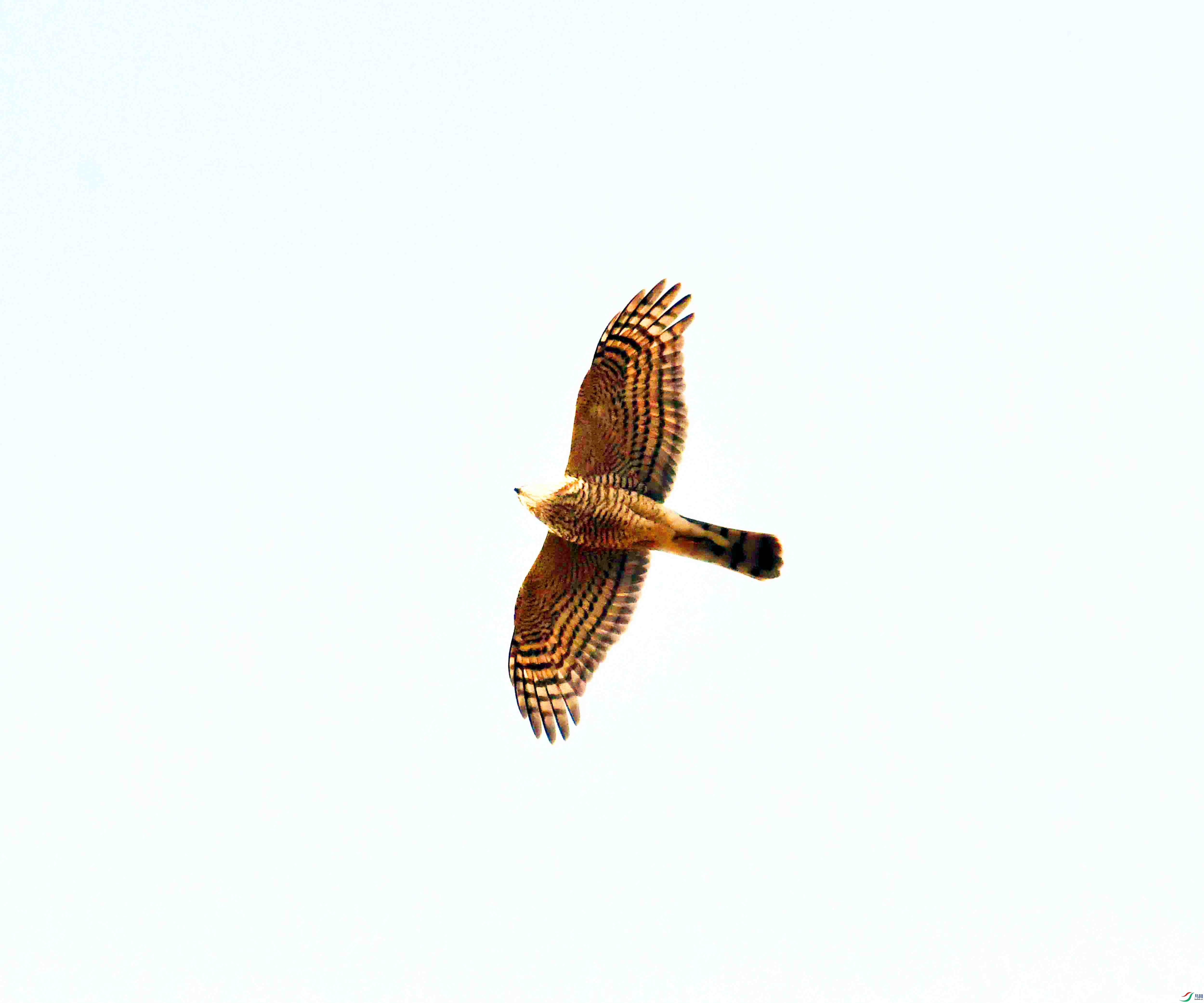 DSC_8443.JPG