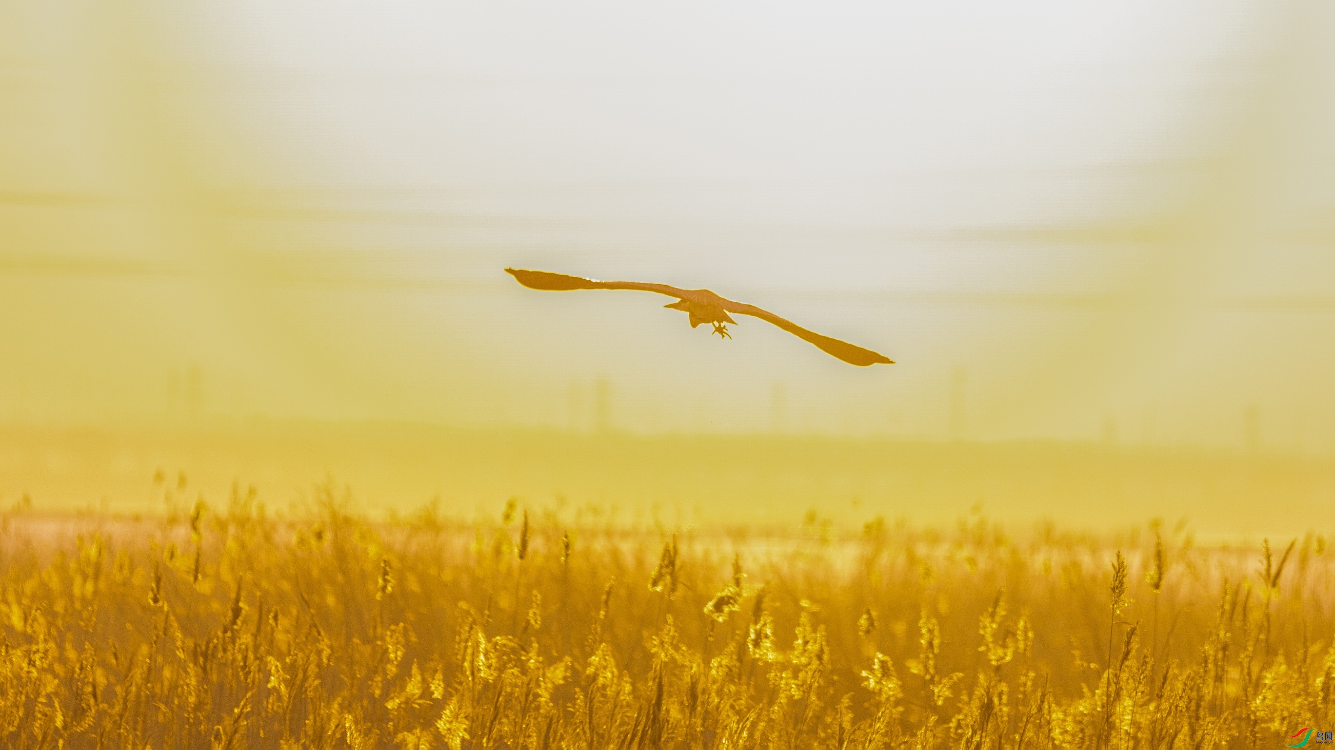 1K3A2556 ����1.jpg