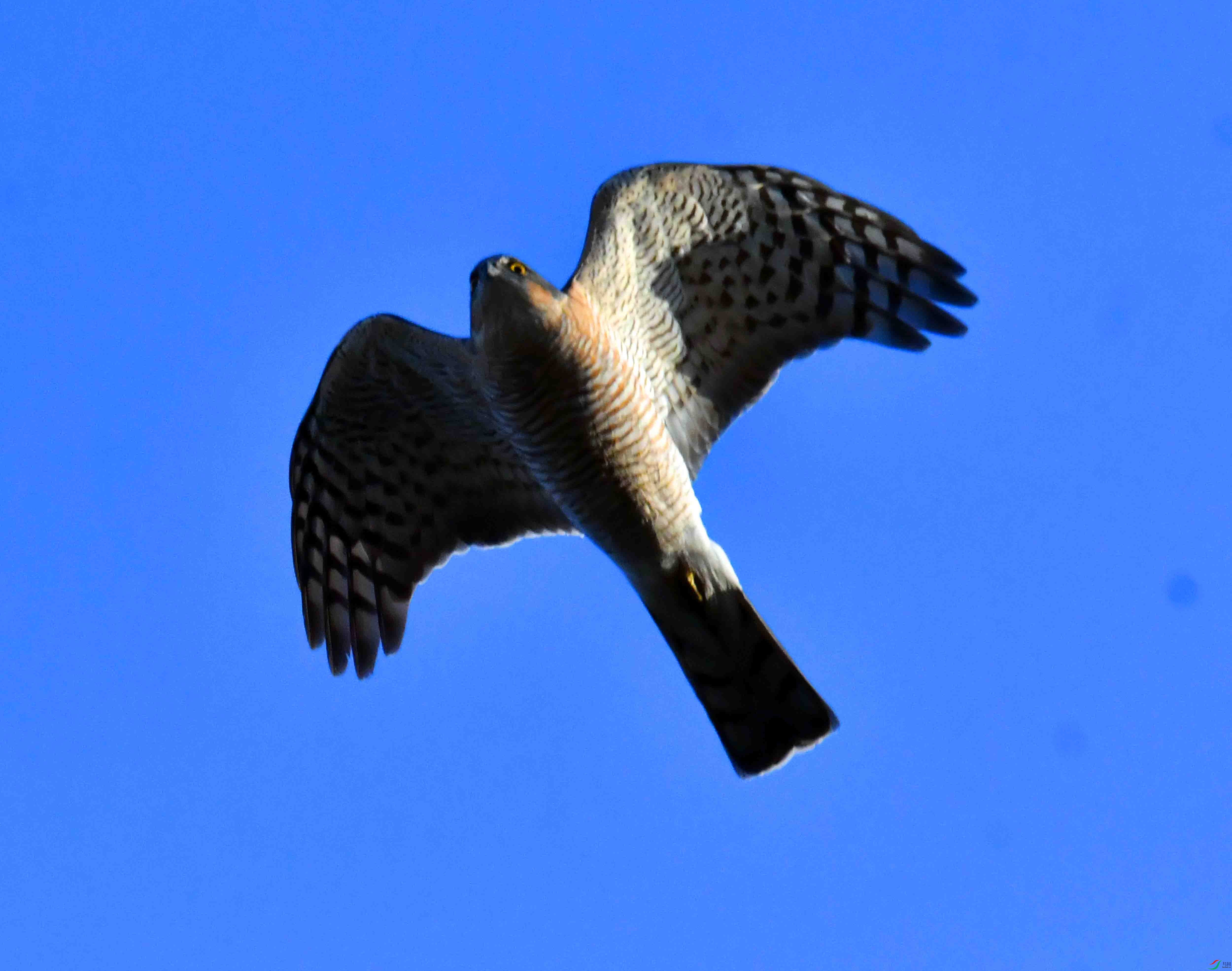 DSC_4174.JPG