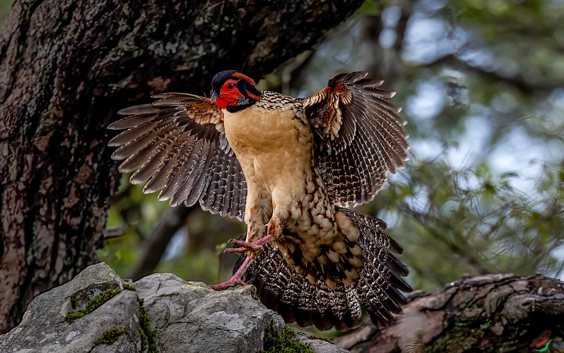 060A8935 ����-Sha----1+.jpg