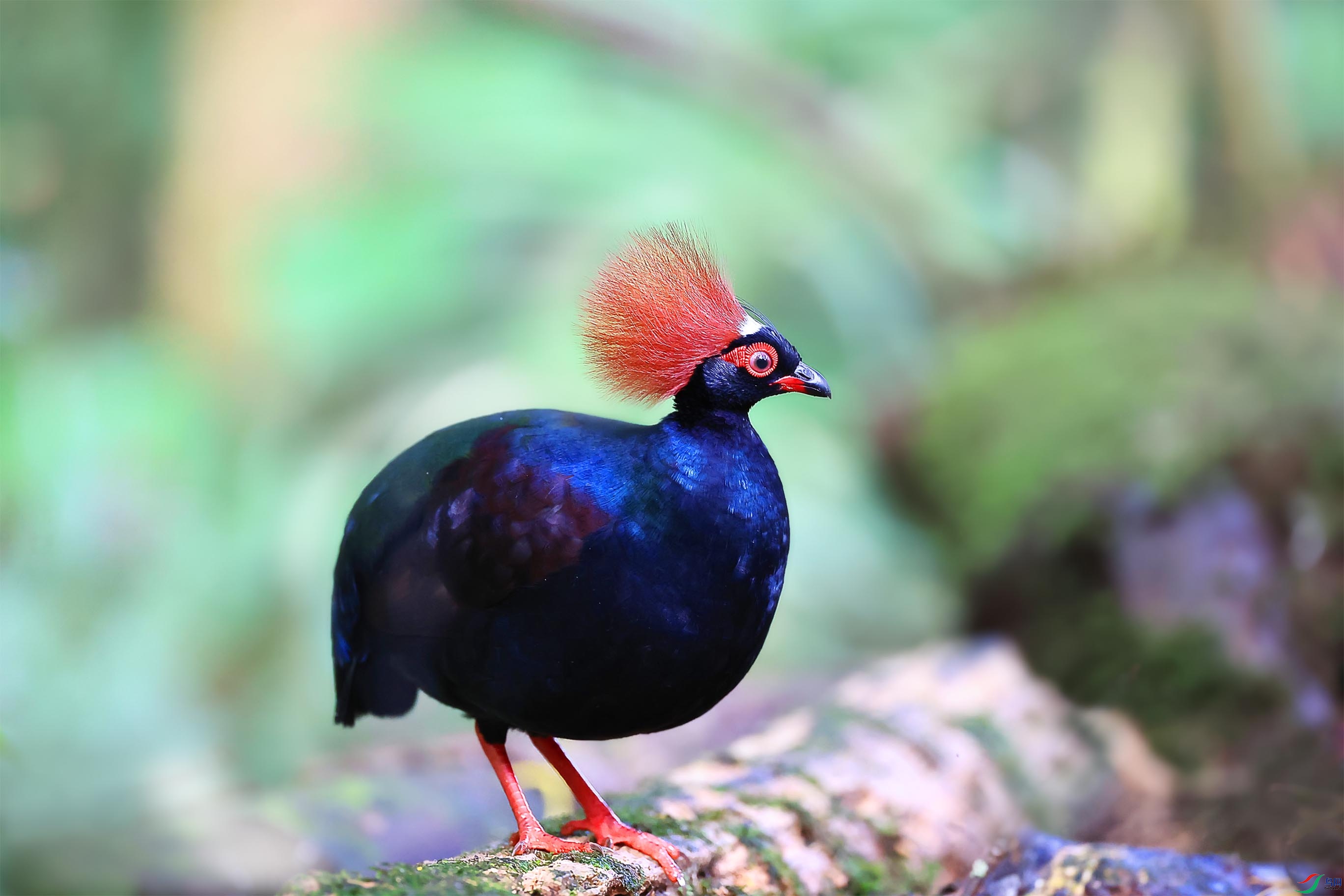 ���������Ư�� (2).jpg