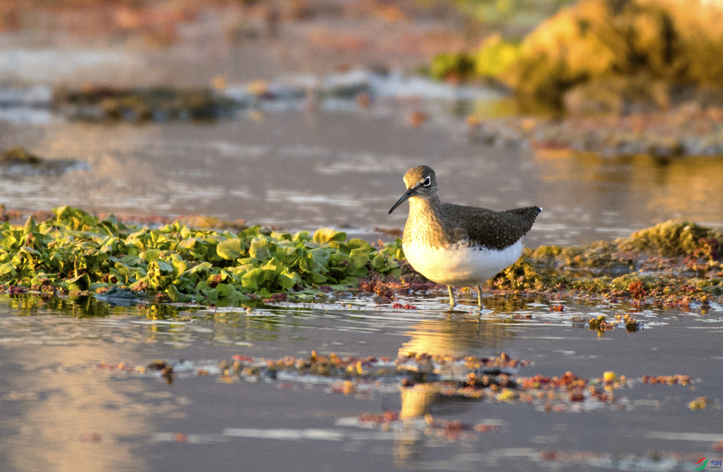 DSC_9034.jpg