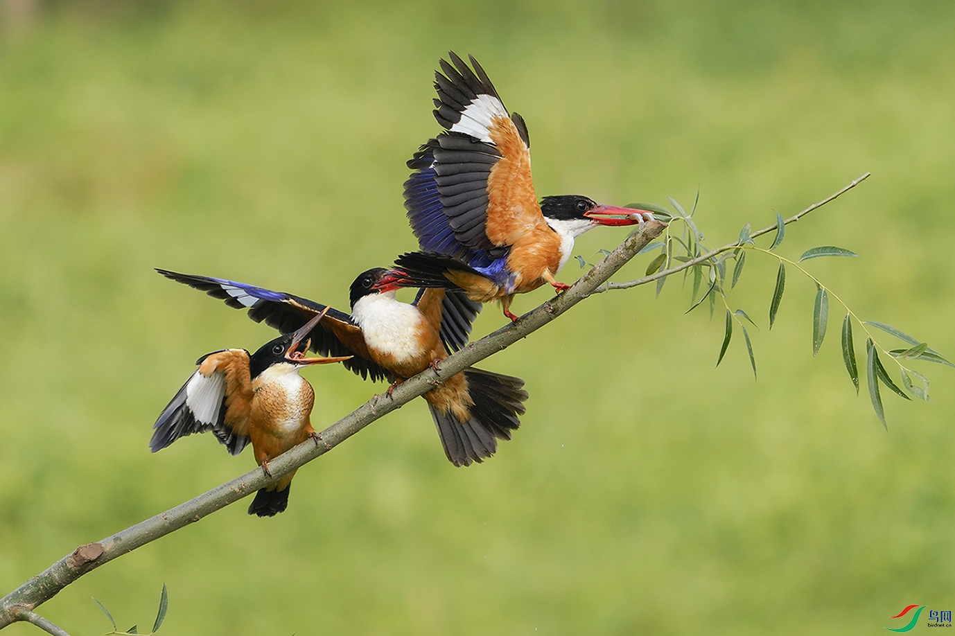 _DSC5999 ����.jpg