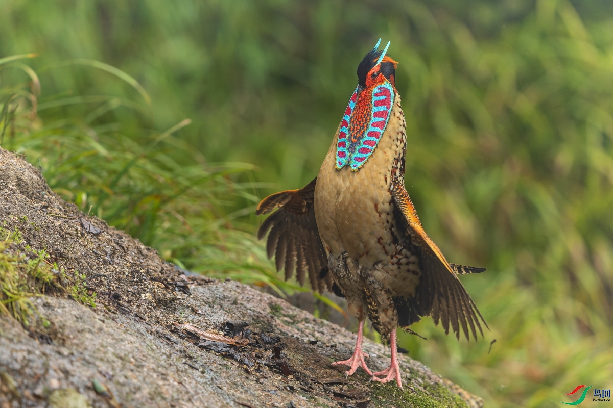 _D2A7077-CR3_DxO_DeepPRIME ����-11.JPG