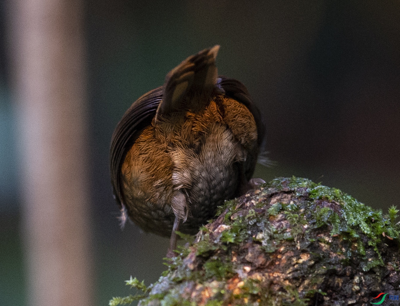 �ٻ���ɽ��� (28)-1.jpg