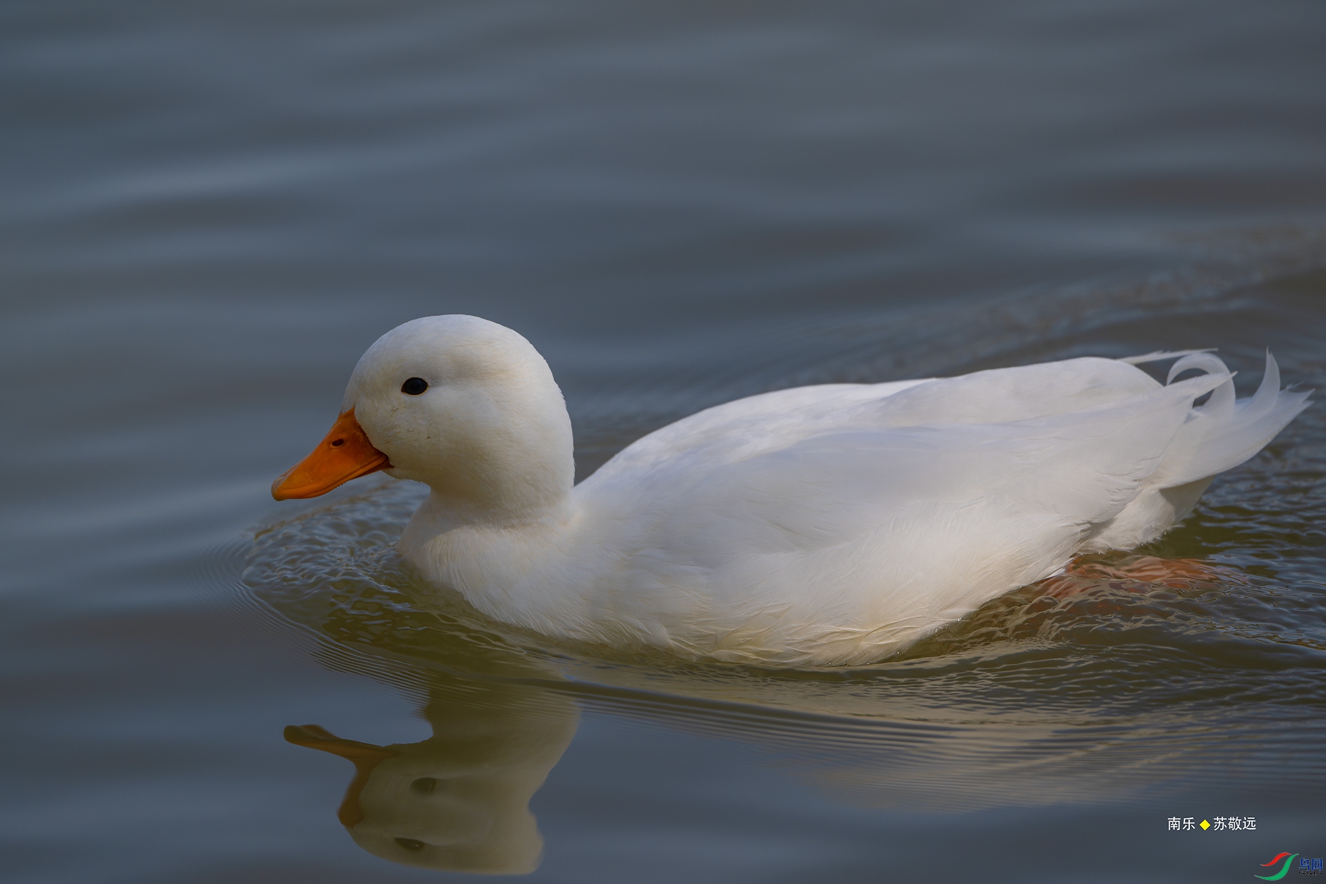 _DSC5621-NEF_DxO_С.jpg